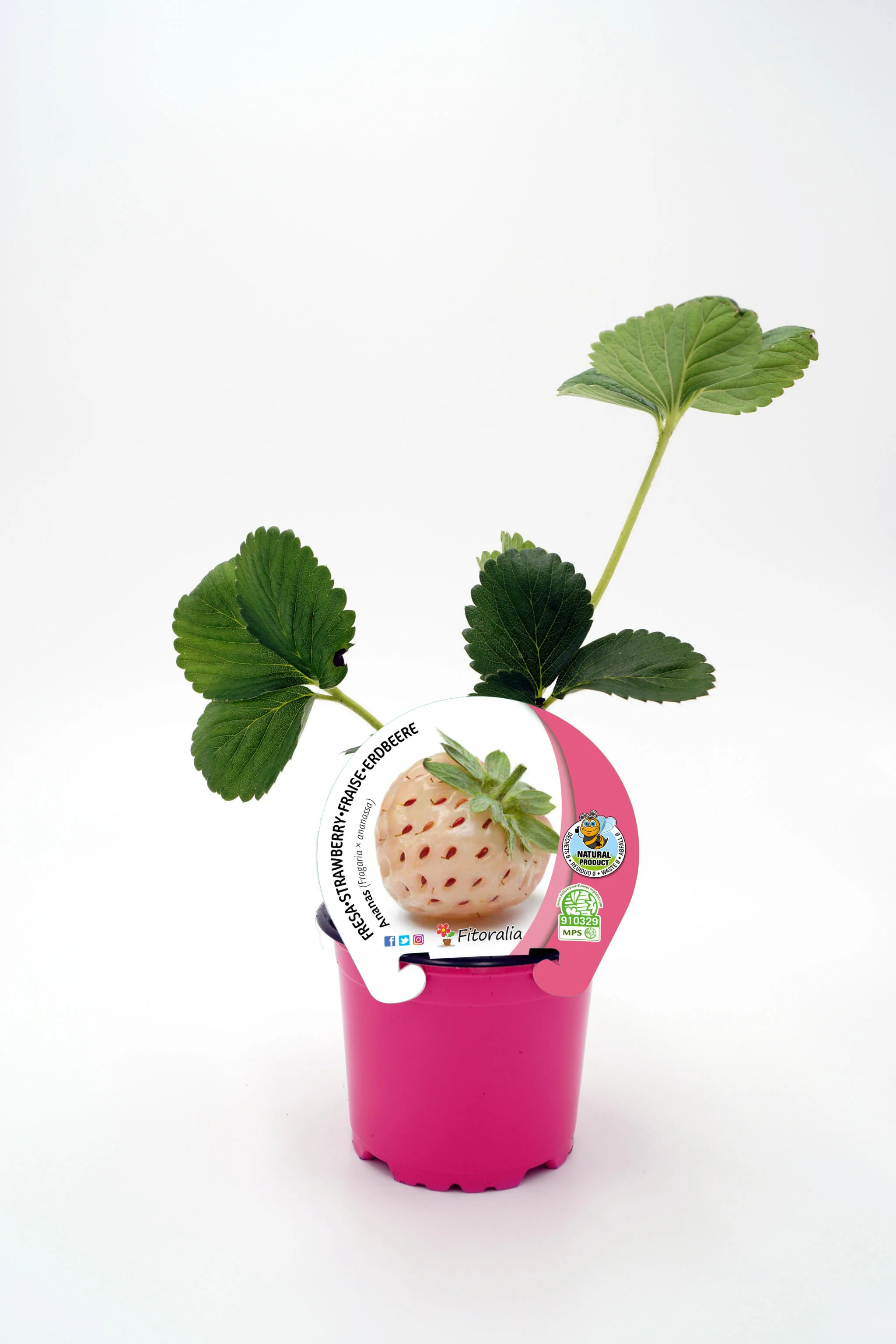 Plantón Fresa Ananas En Maceta 10,5 Cm. Natural - Fitoralia