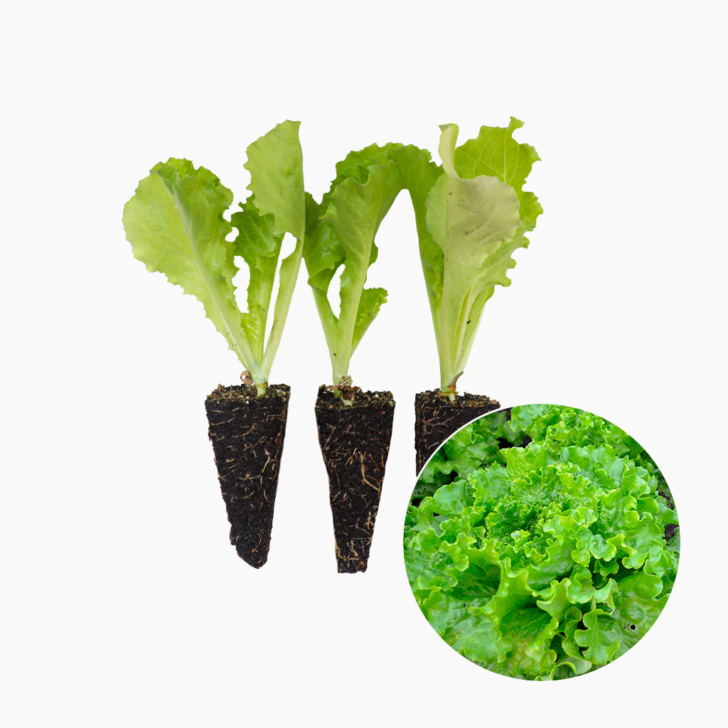 Plantón Lechuga Batavia 3 Unidades - PlantaBo
