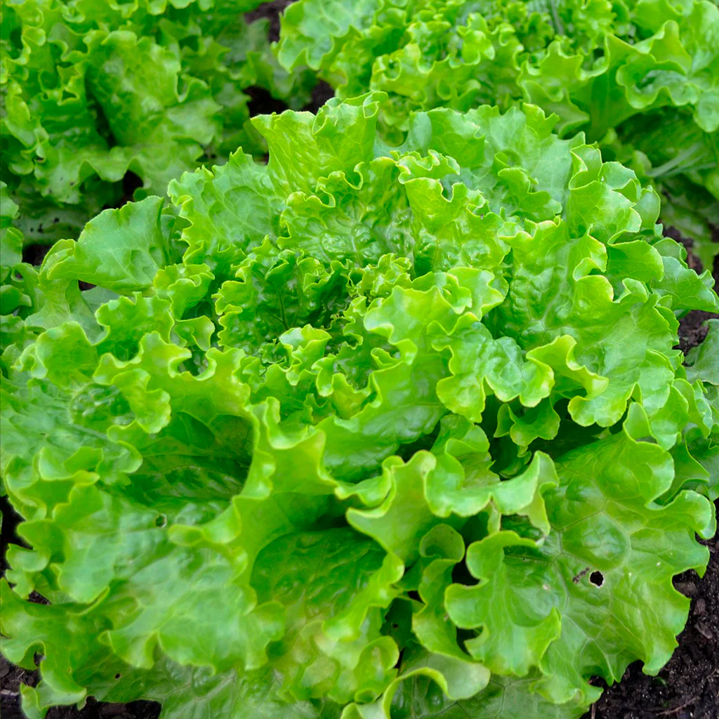 Plantón Lechuga Batavia 3 Unidades - PlantaBo - Image 2