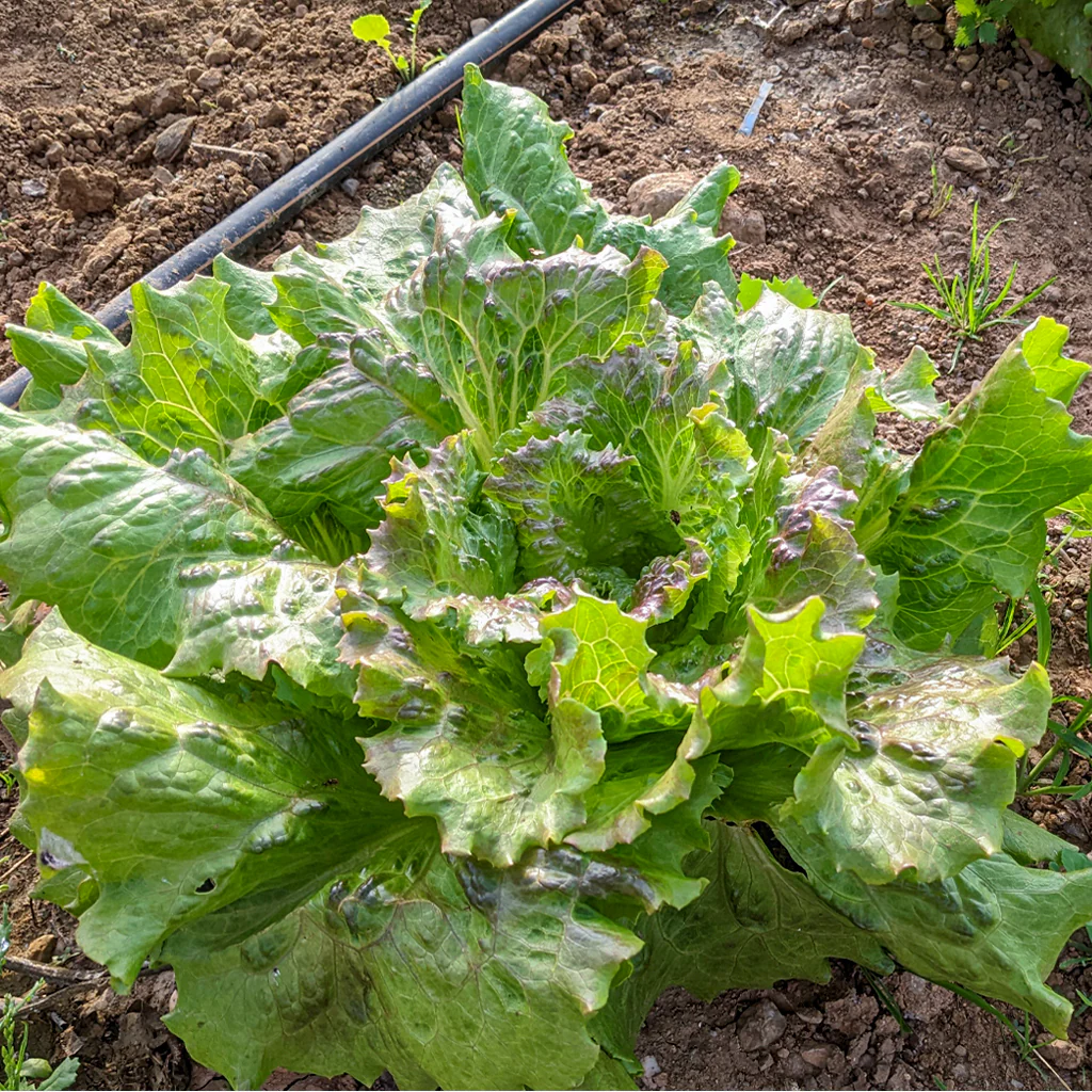 Plantón Lechuga Maravilla 10 Unidades - PlantaBo - Image 2
