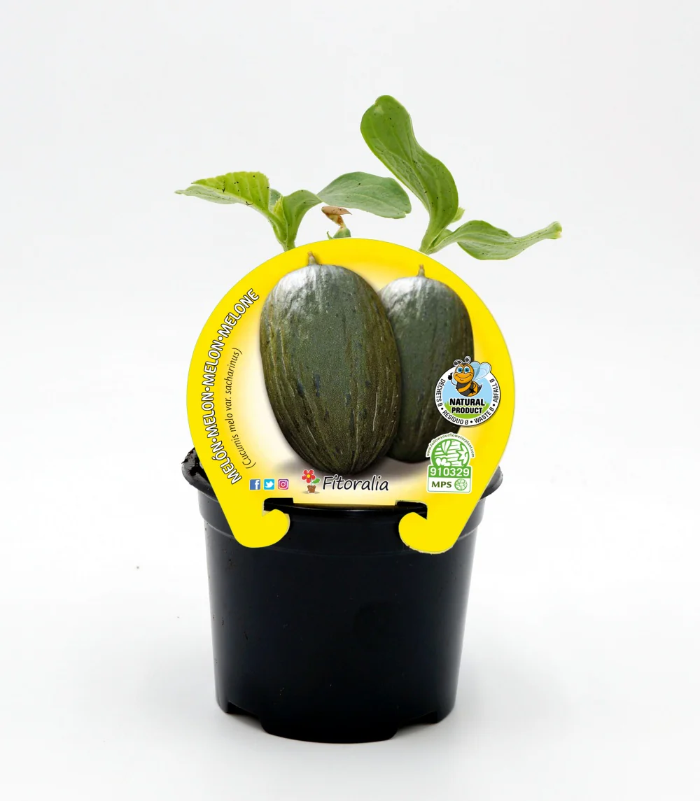Plantón melón piel de sapo en maceta 10,5 cm. natural - Fitoralia