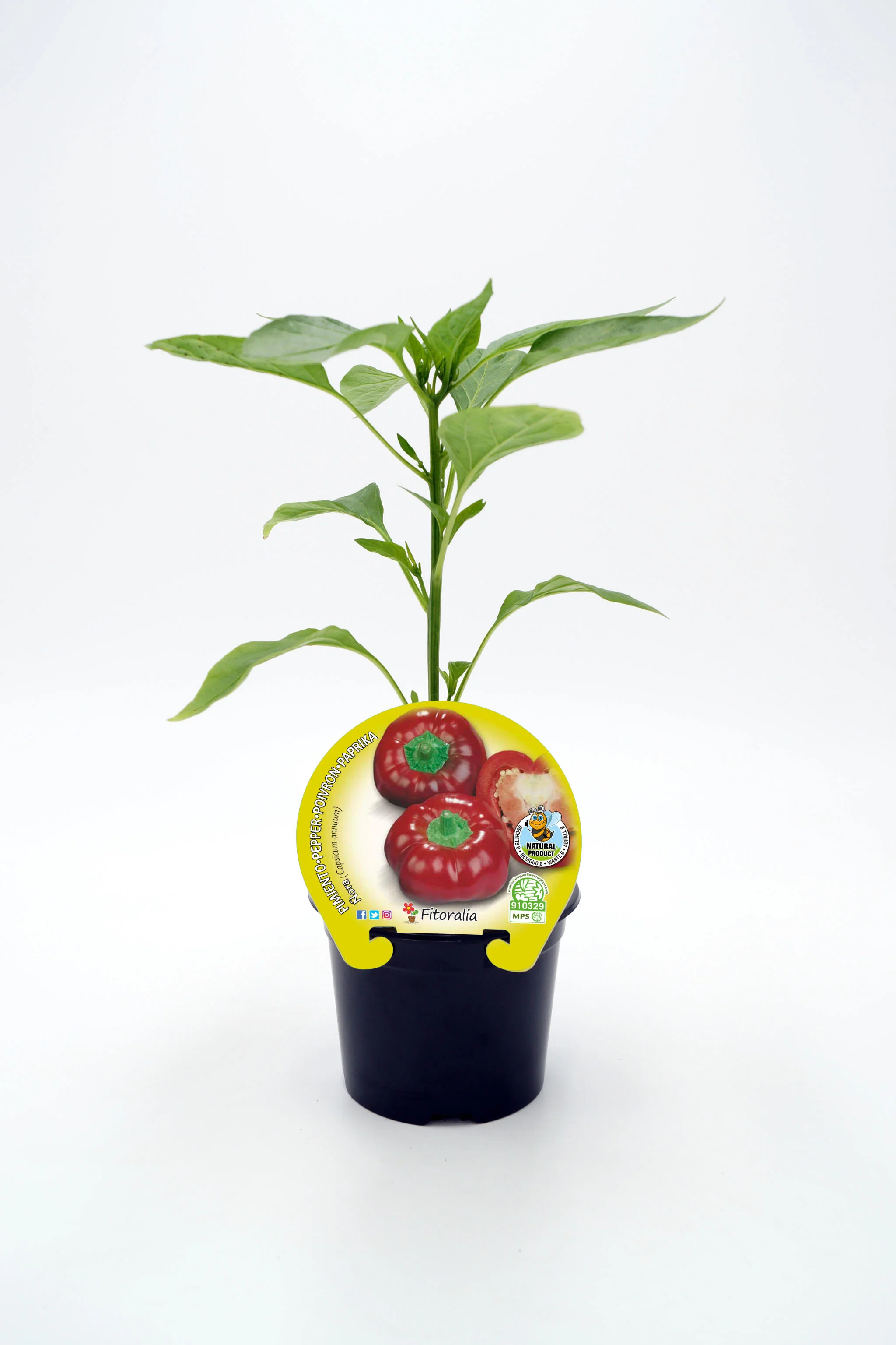 Plantón ñora en maceta 10,5 cm. natural - Fitoralia