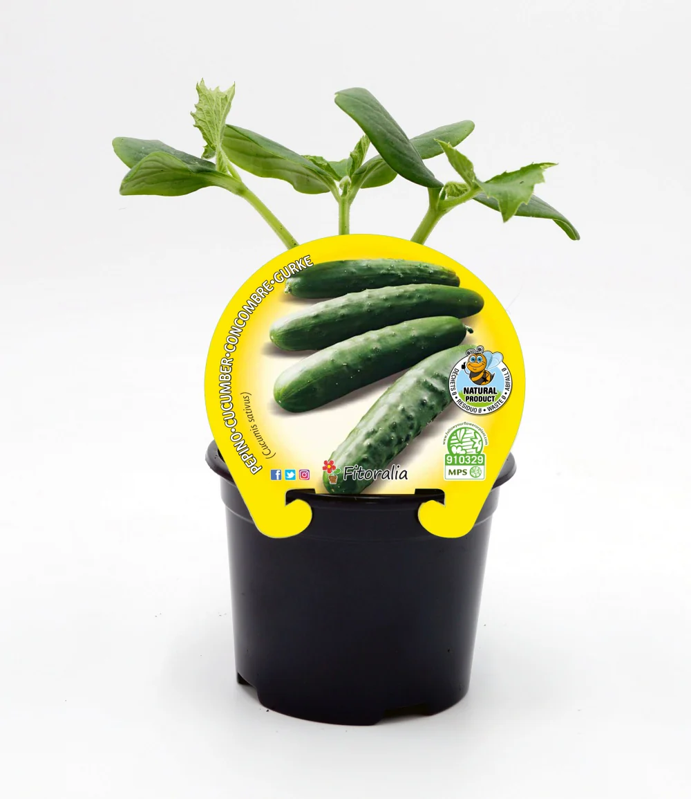 Plantón Pepino En Maceta 10,5 Cm. Natural - Fitoralia