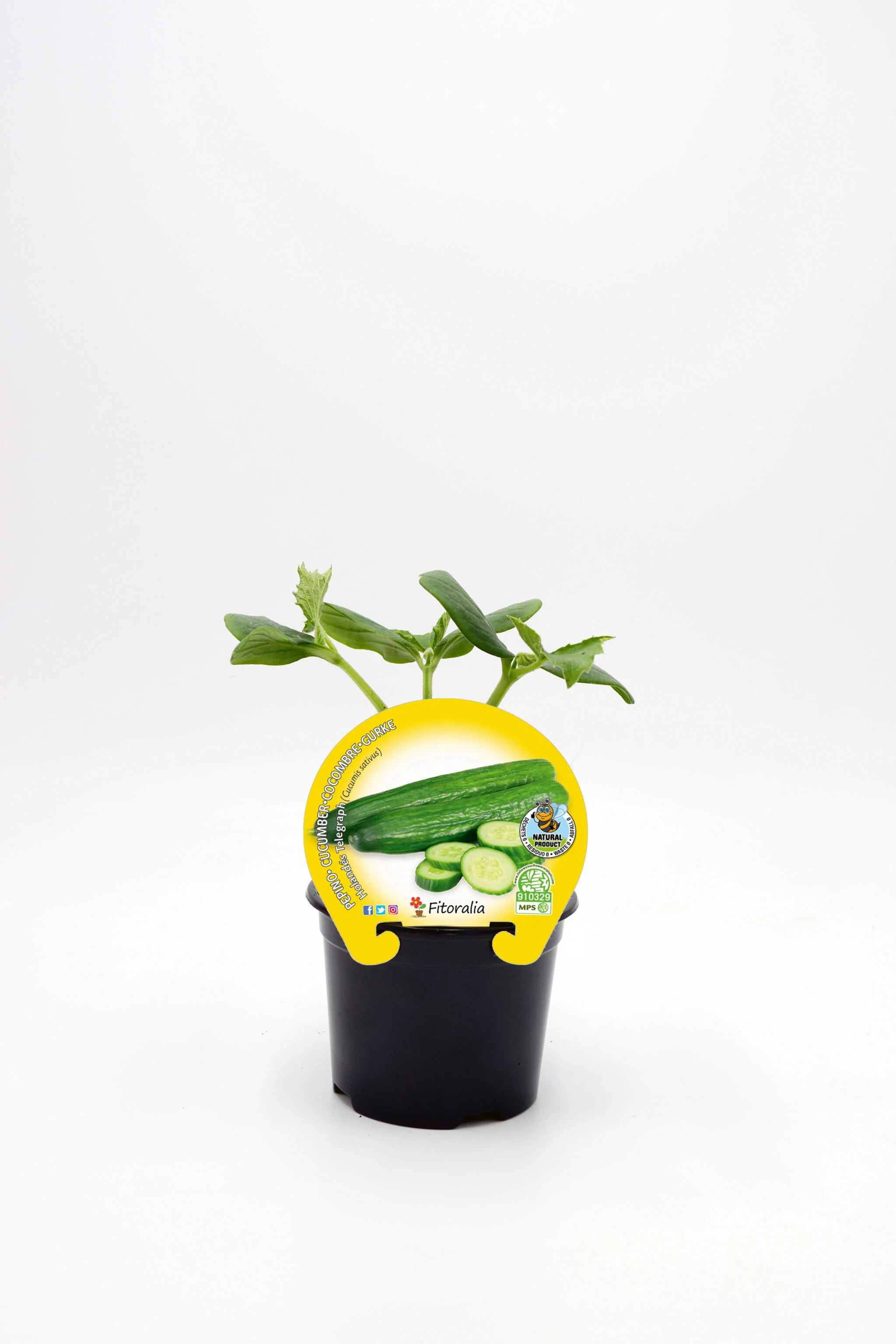 Plantón Pepino Holandés En Maceta 10,5 Cm. Natural - Fitoralia