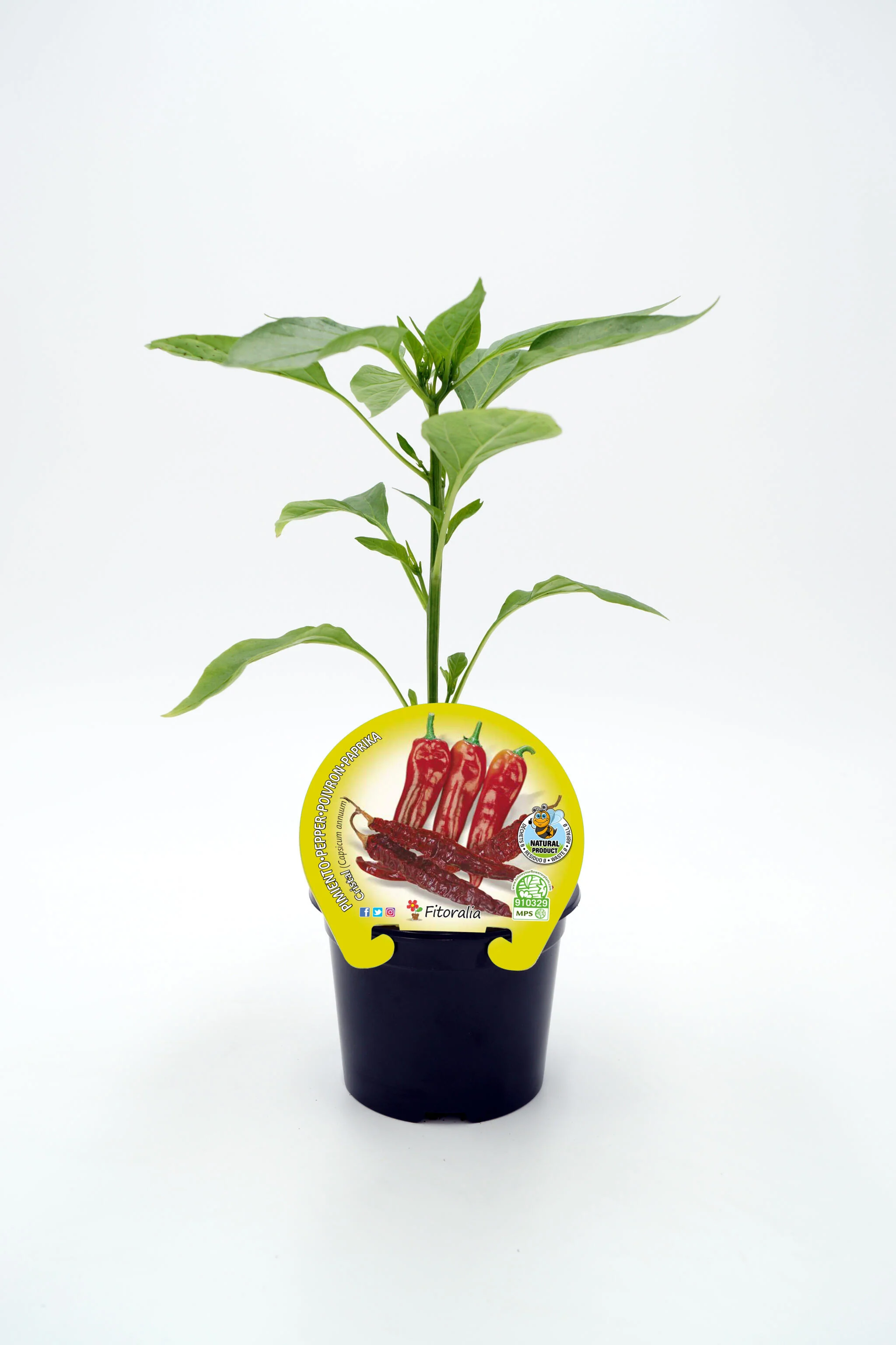 Plantón Pimiento Cristal En Maceta 10,5 Cm. Natural - Fitoralia