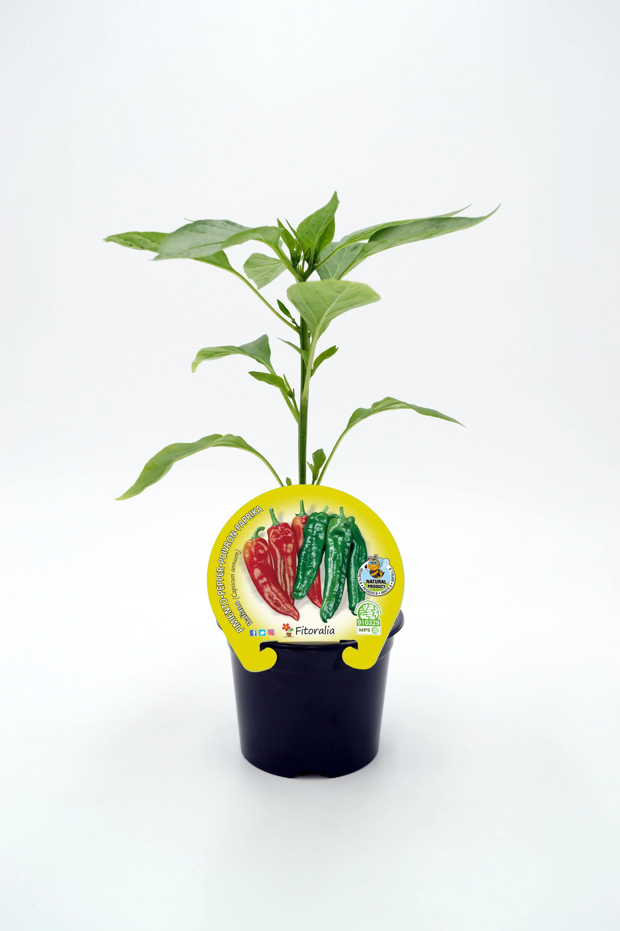 Plantón Pimiento Italiano En Maceta 10,5 Cm. Natural - Fitoralia