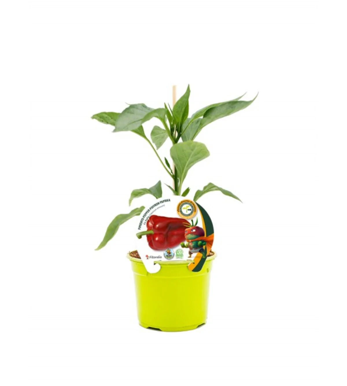 Plantón pimiento Lamuyo injertado en maceta 12 cm. natural - Fitoralia