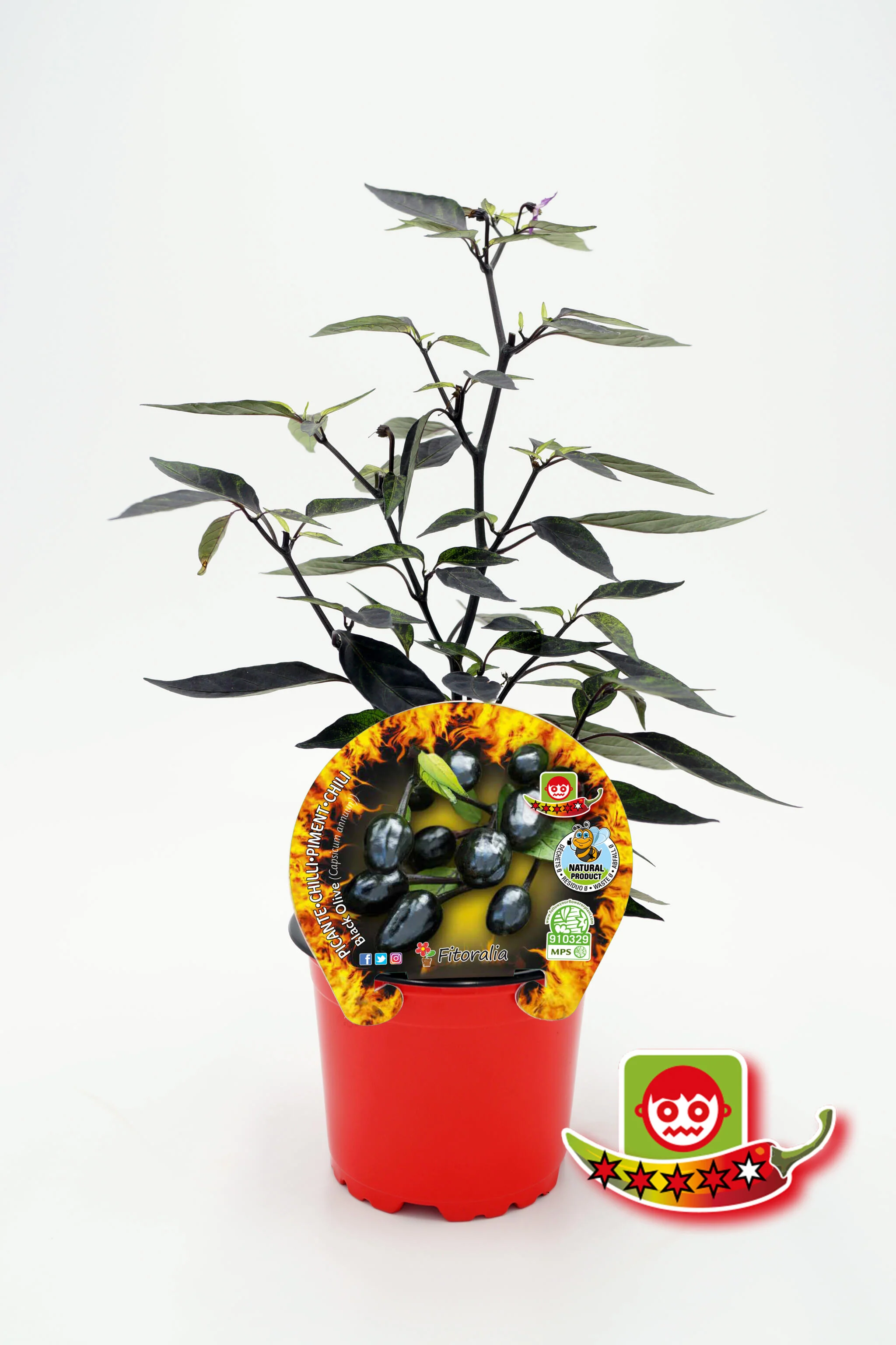 Plantón Pimiento Picante Black Olive En Maceta 10,5 Cm. Natural - Fitoralia