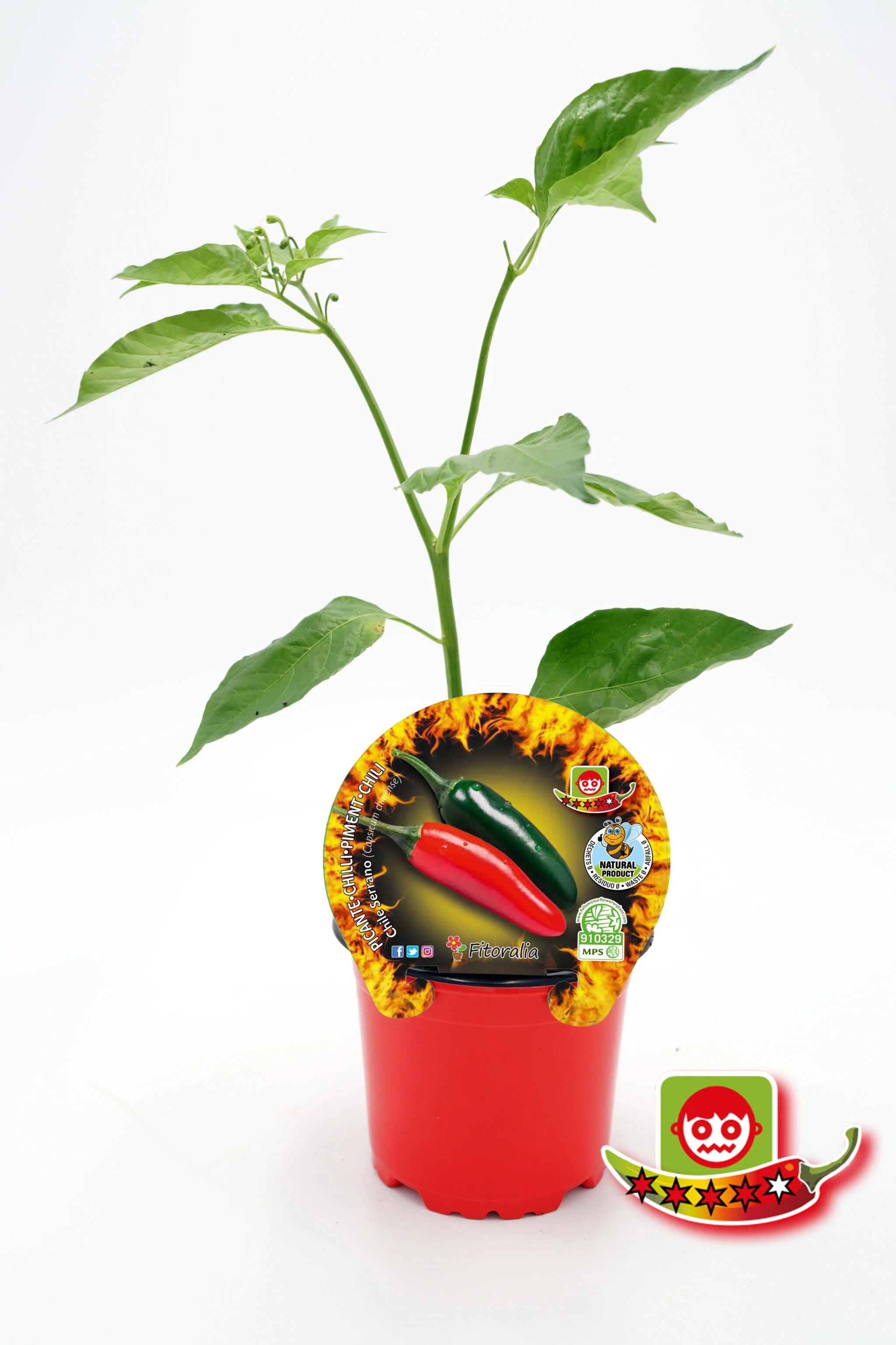 Plantón Pimiento Picante Chile Serrano En Maceta 10,5 Cm. Natural - Fitoralia