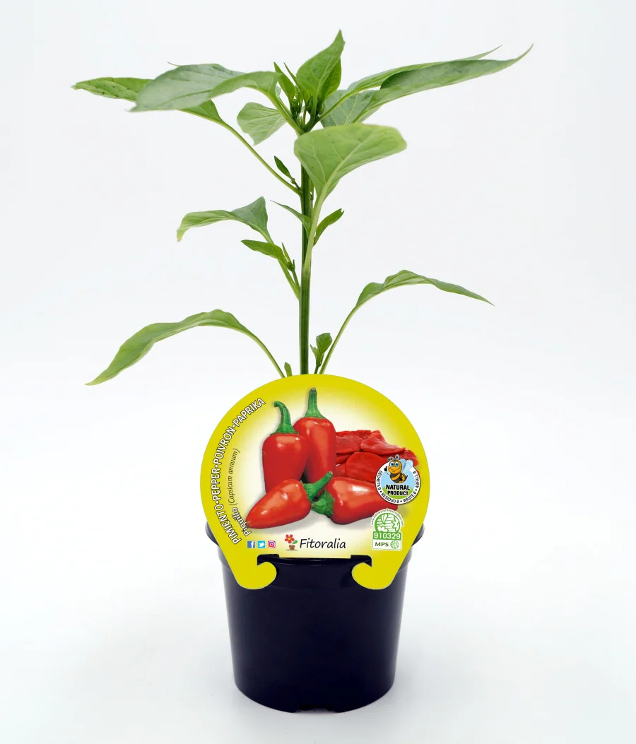 Plantón Pimiento Piquillo En Maceta 10,5 Cm. Natural - Fitoralia