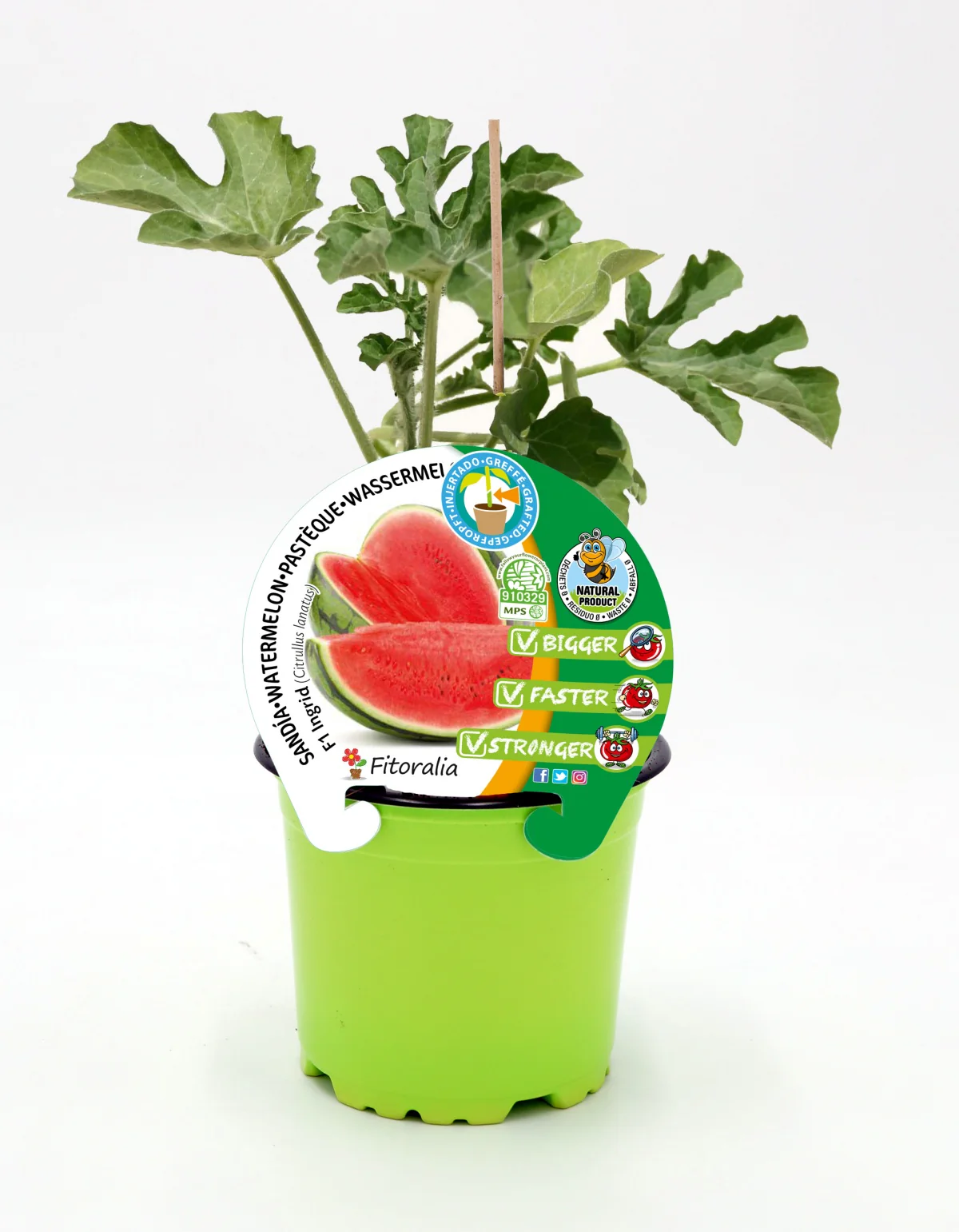 Plantón Sandía Injertado En Maceta De 12 Cm. Natural – Fitoralia