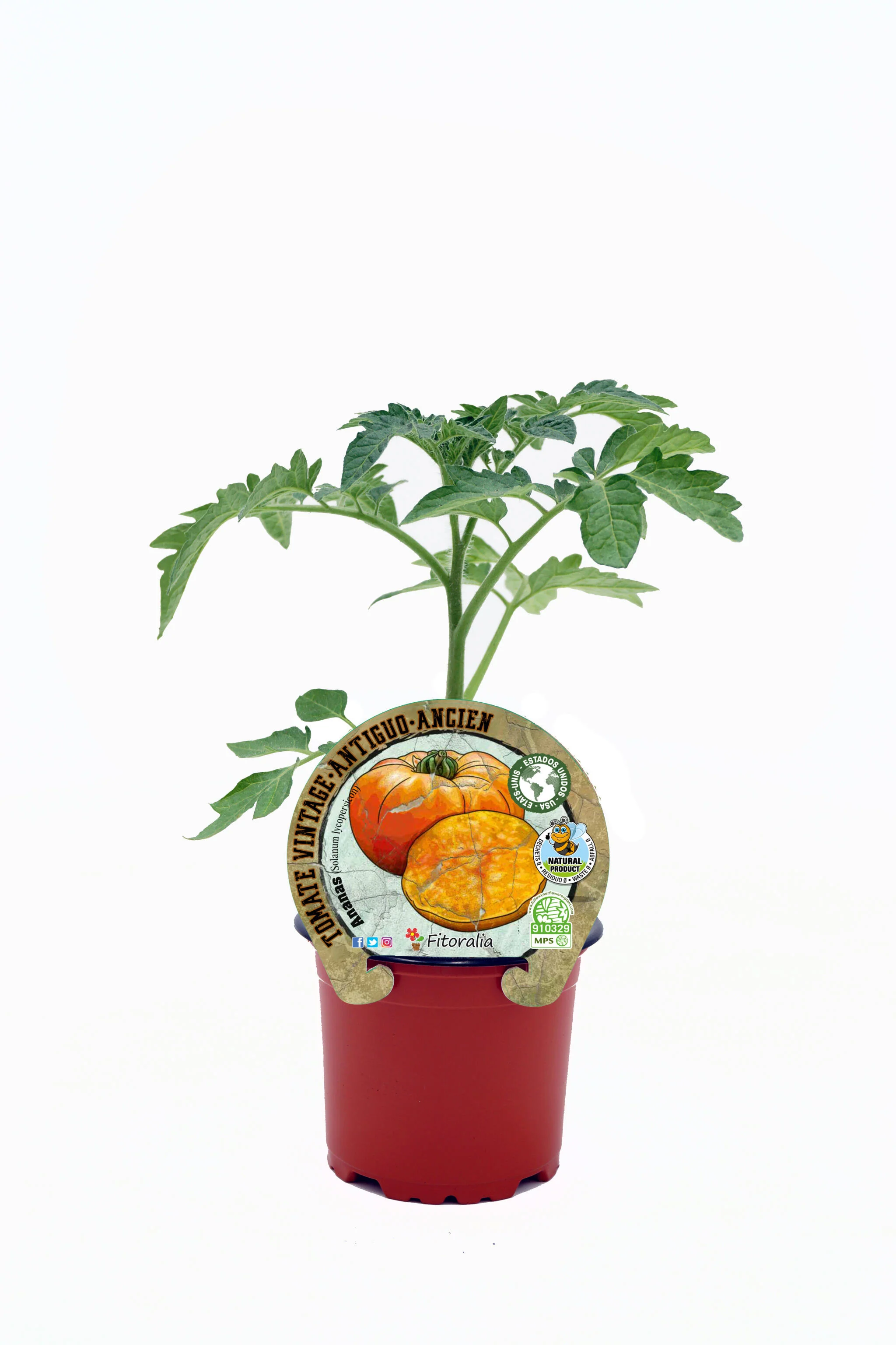 Plantón Tomate Ananas En Maceta 10,5 Cm. Natural - Fitoralia