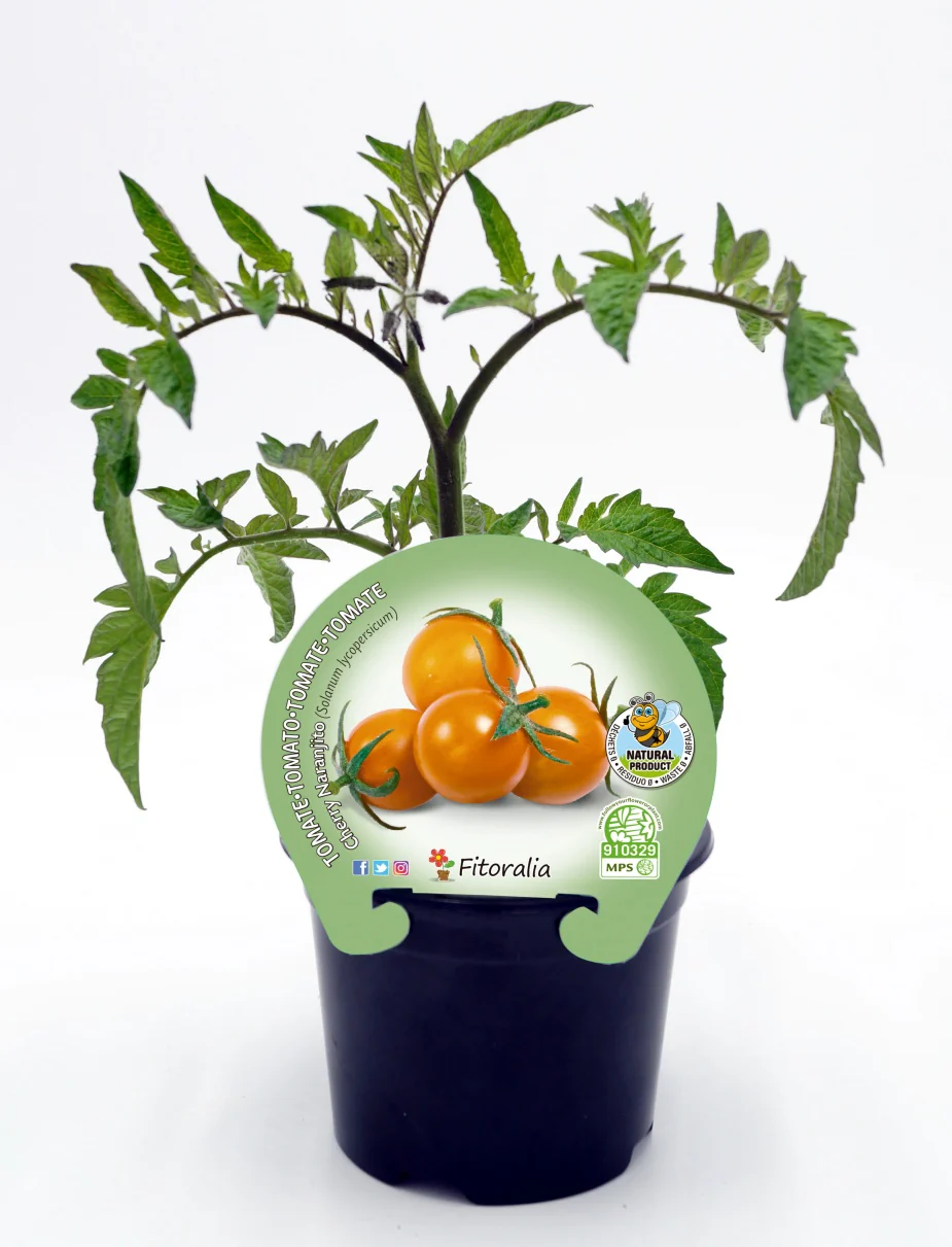 Plantón Tomate Cherry Naranjito En Maceta 10,5 Cm. Natural - Fitoralia