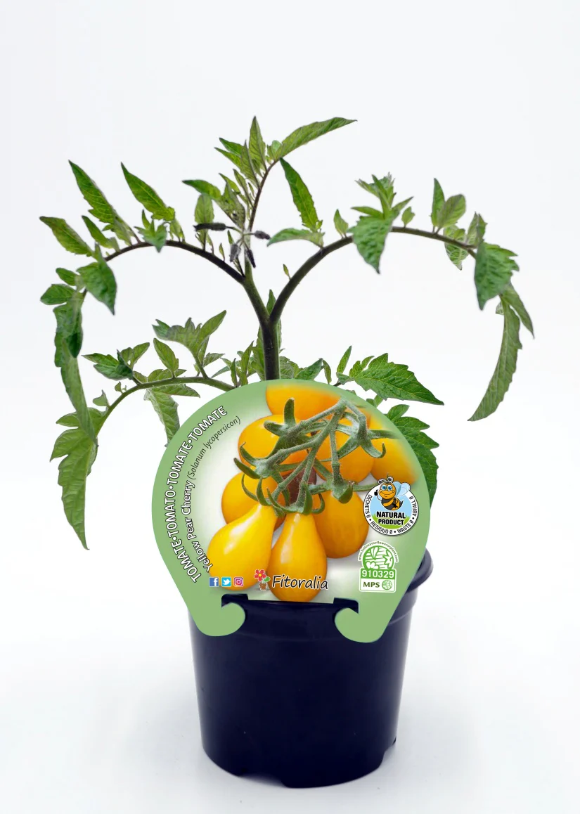 Plantón Tomate Cherry Pera Amarillo Natural En Maceta 10,5 Cm. - Fitoralia