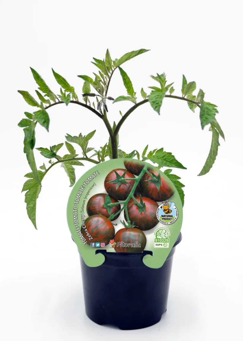 Plantón Tomate Cherry Zebra En Maceta 10,5 Cm. Natural - Fitoralia