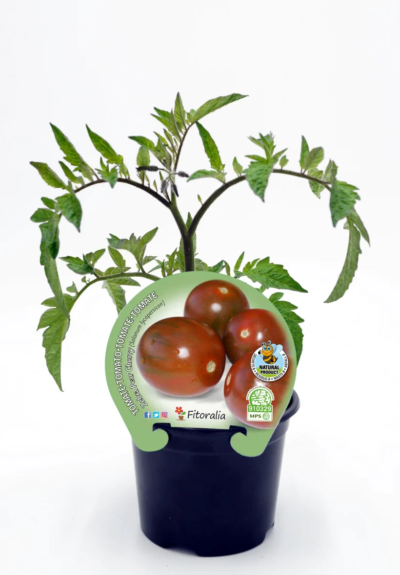 Plantón Tomate Cherry Zebra Pear En Maceta 10,5 Cm. Natural - Fitoralia