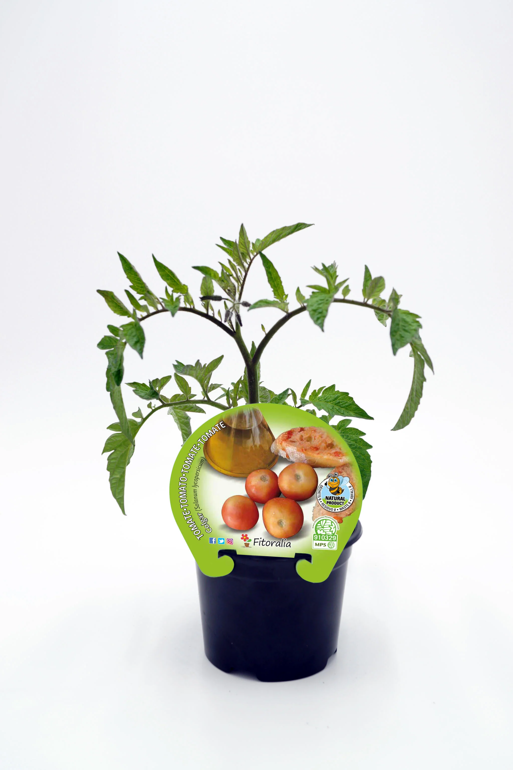 Plantón Tomate Colgar En Maceta 10,5 Cm. Natural - Fitoralia