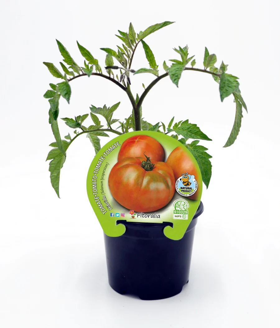 Plantón Tomate Híbrido Ensalada En Maceta 10,5 Cm. Natural - Fitoralia