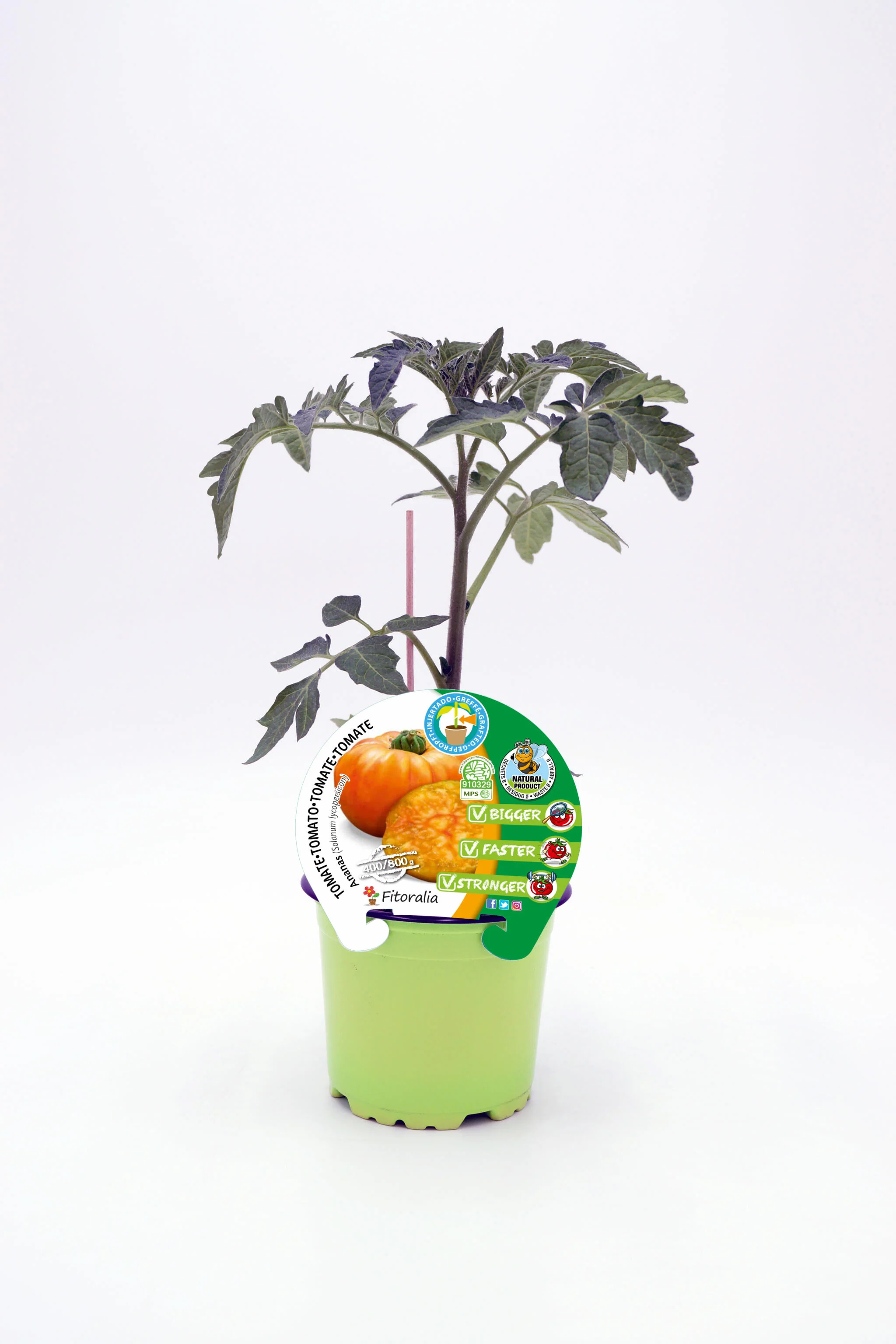 Plantón Tomate Injertado Ananas En Maceta 12 Cm. Natural. - Fitoralia