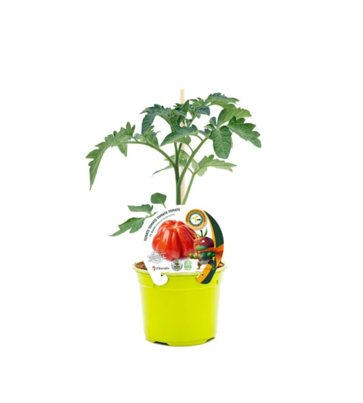 Plantón Tomate Injertado Aurea En Maceta De 12 Cm. Natural - Fitoralia