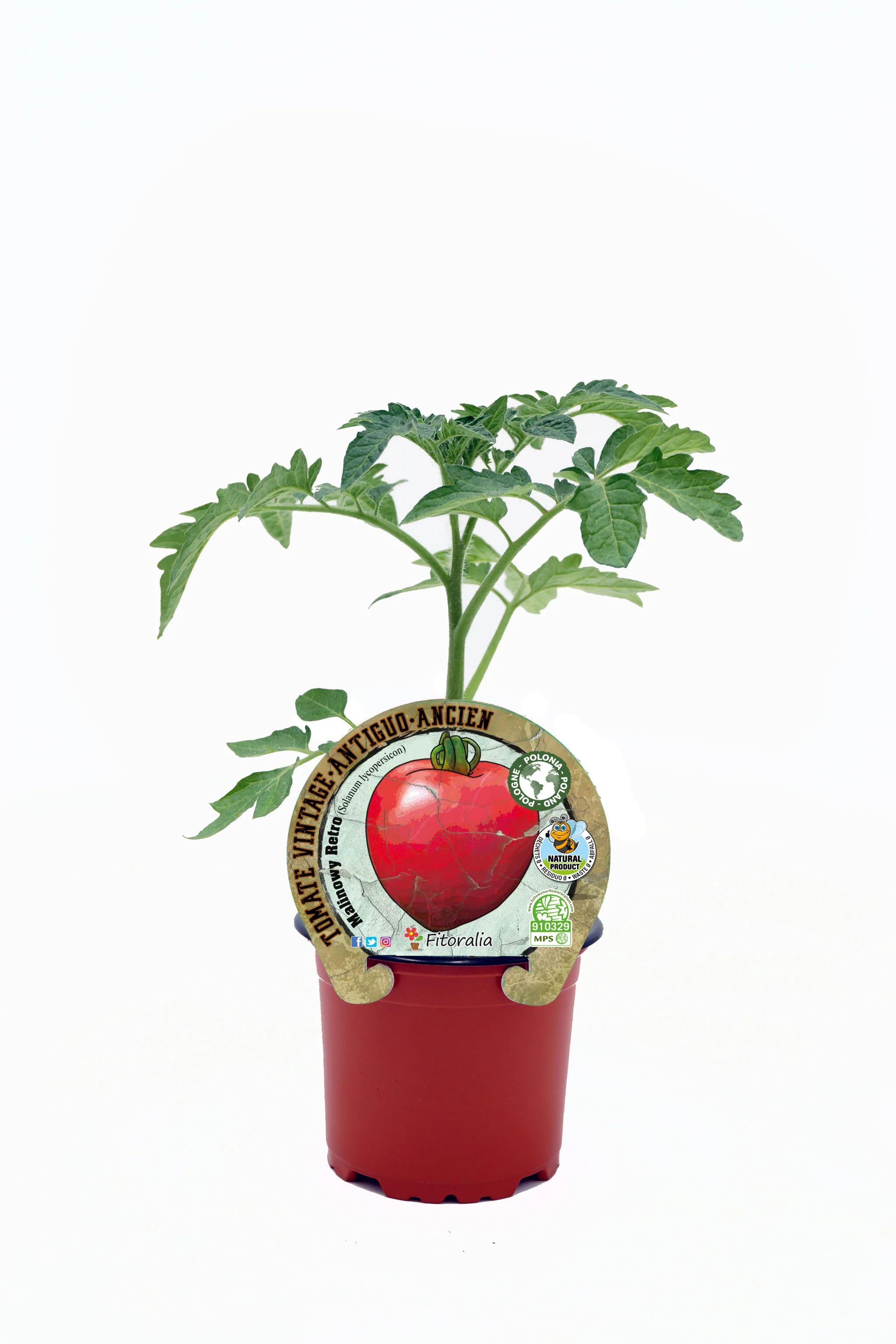 Plantón Tomate Malinowy Retro En Maceta 10,5 Cm. Natural - Fitoralia