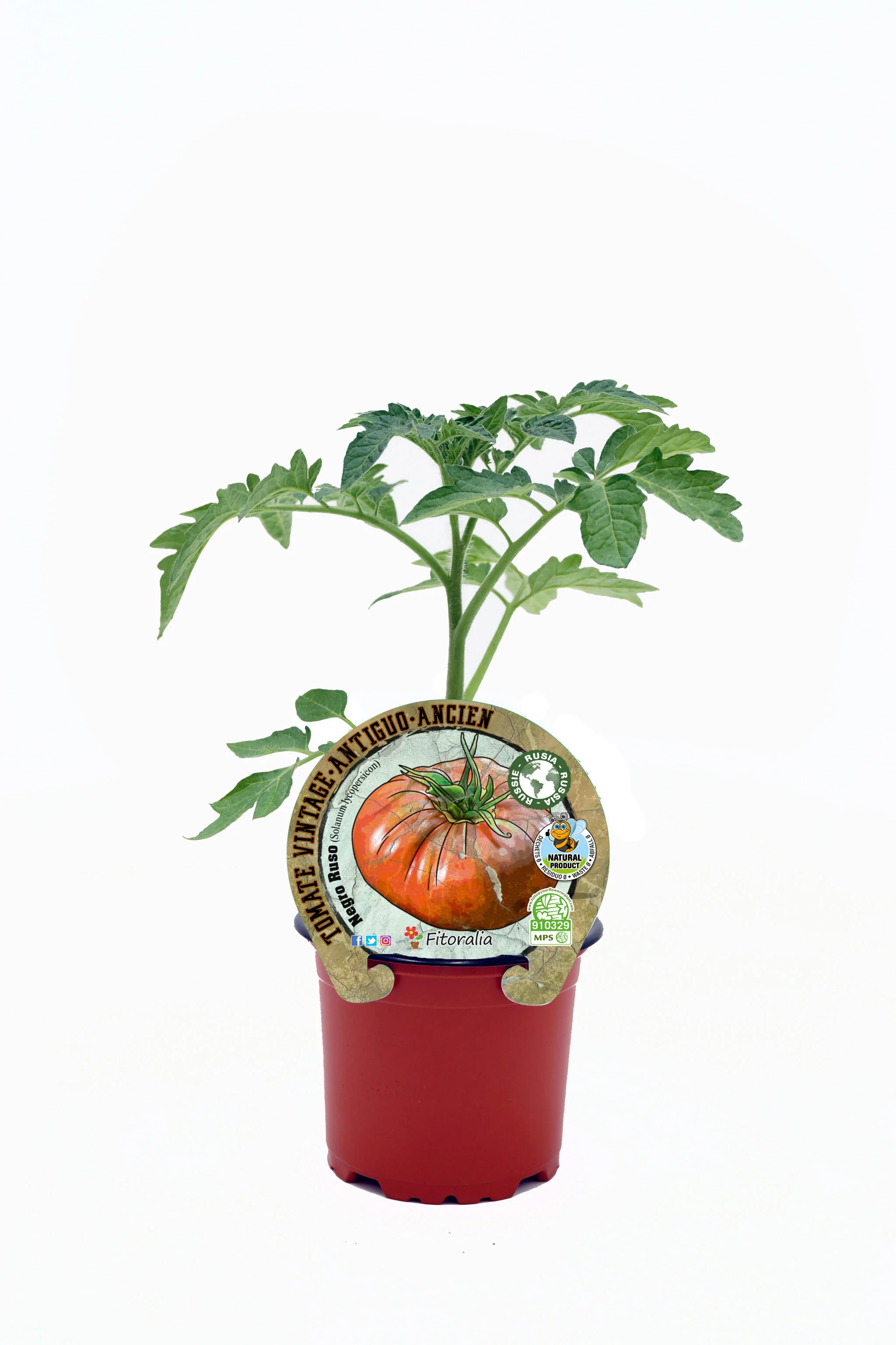 Plantón Tomate Negro Ruso En Maceta 10,5 Cm. Natural - Fitoralia