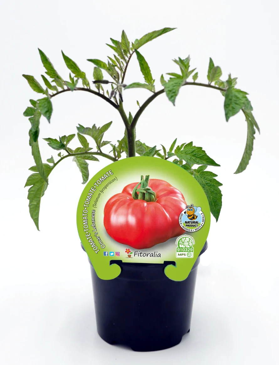 Plantón tomate Omar Lebanese en maceta 10,5 cm. natural - Fitoralia