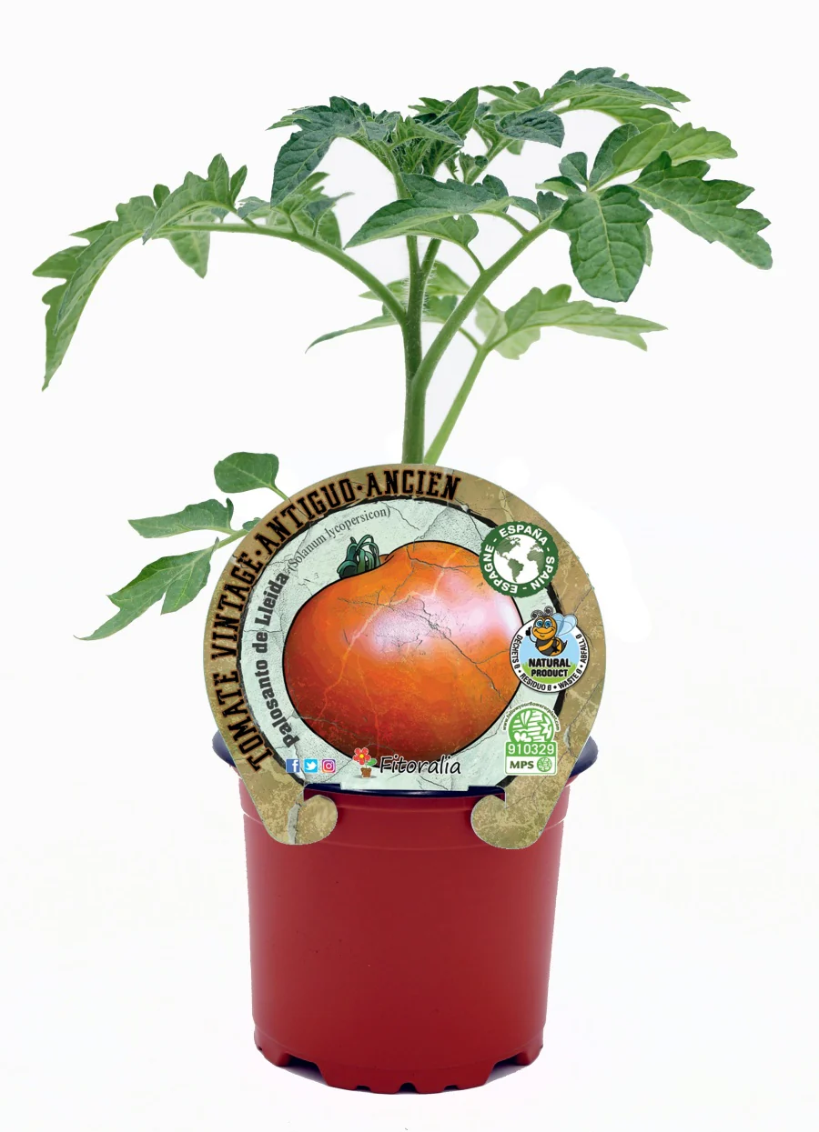 Plantón Tomate Palosanto De Lleida En Maceta 10,5 Cm. Natural - Fitoralia