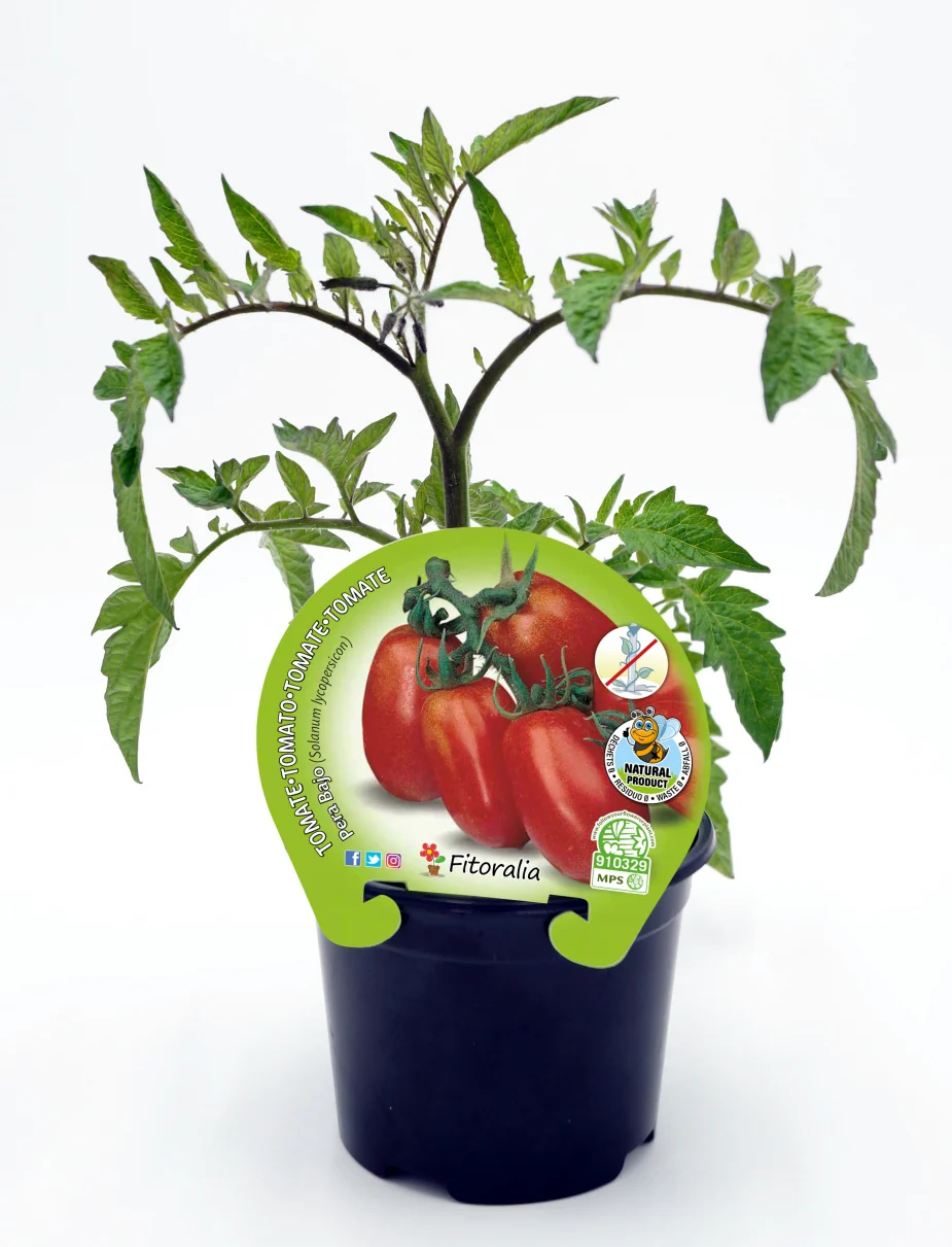Plantón Tomate Pera Mata Baja En Maceta 10,5 Cm. Natural - Fitoralia