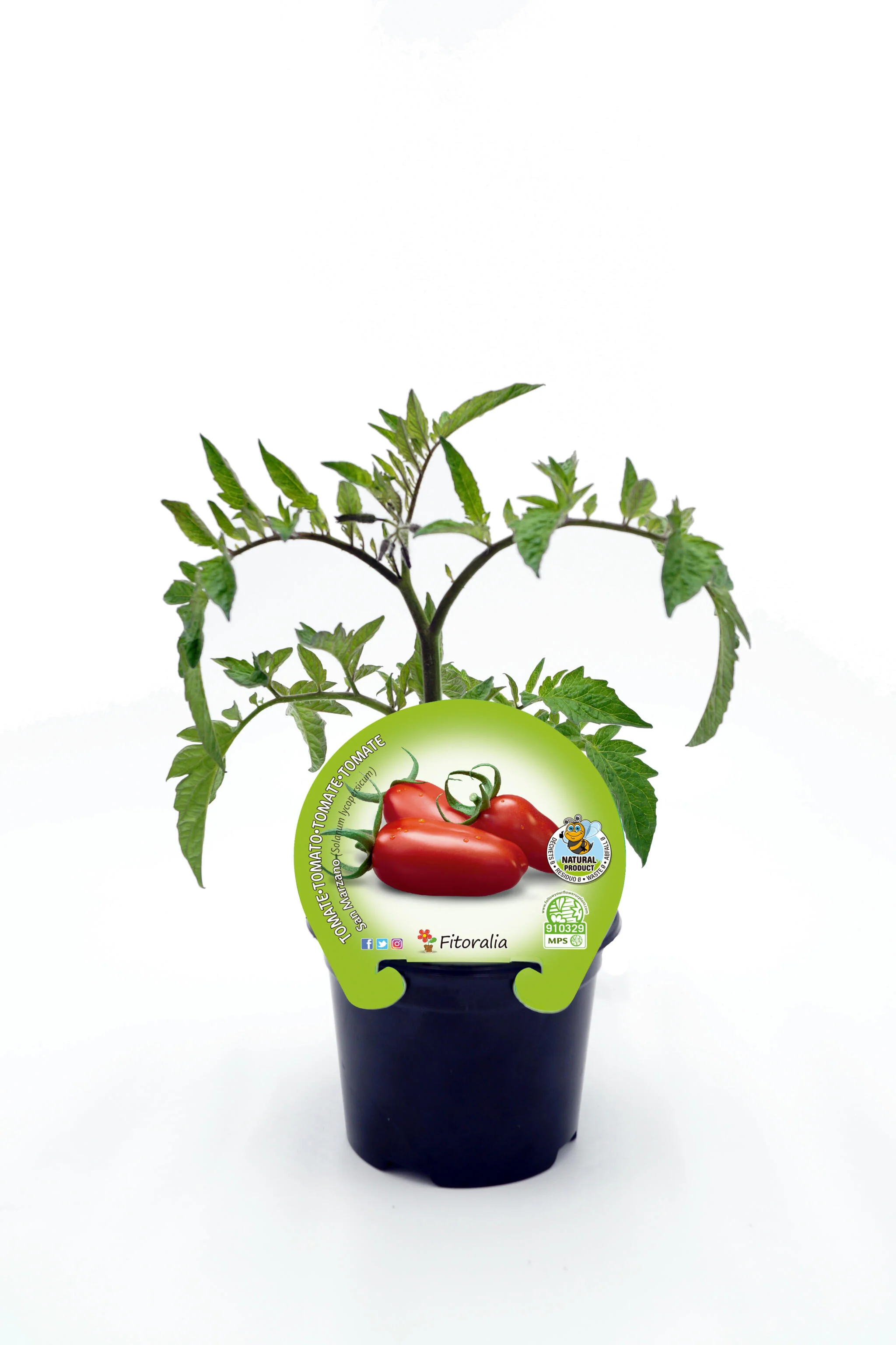 Plantón Tomate San Marzano En Maceta 10,5 Cm. Natural - Fitoralia