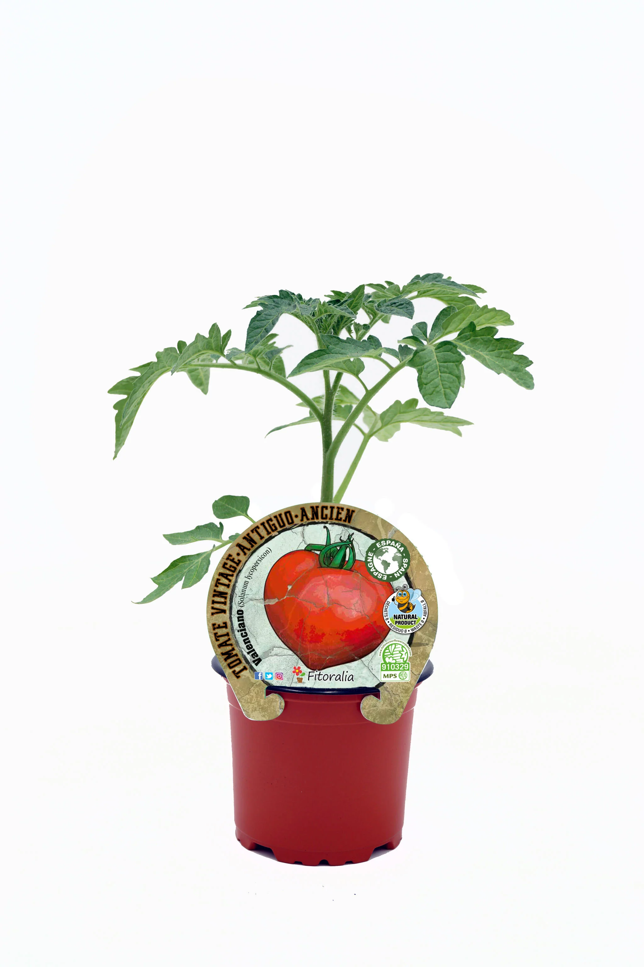 Plantón Tomate Valenciano En Maceta 10,5 Cm. Natural - Fitoralia