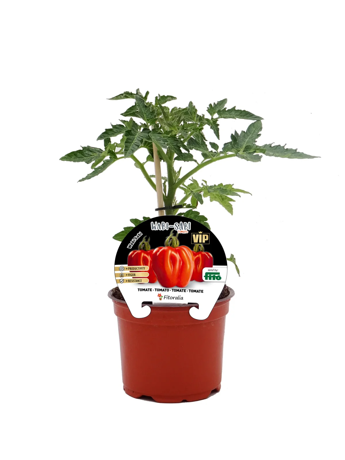 Plantón Tomate Wabi-sabi Híbrido En Maceta De 12 Cm. Natural – Fitoralia