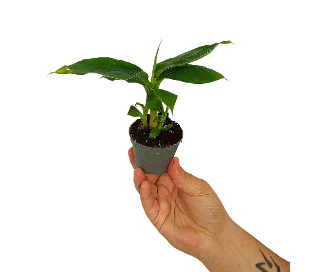 Platanera Canaria M6 (musa Cheeka) - Image 4