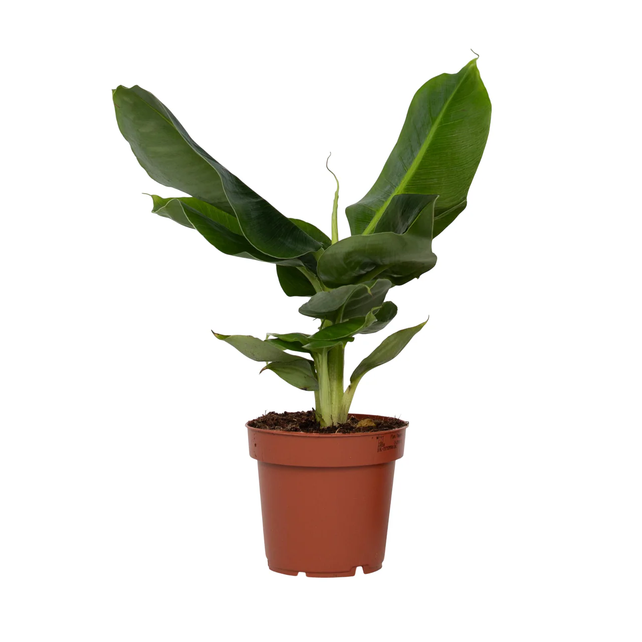 Plátano Enano - Musa 'oriental Dwarf' - Altura 25-40cm - ⌀12cm