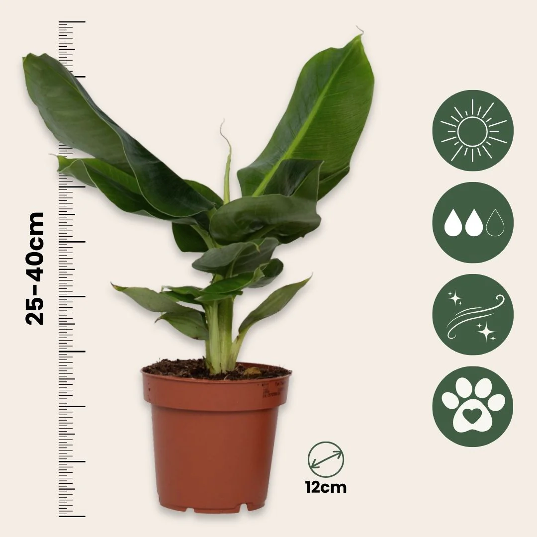 Plátano Enano - Musa 'oriental Dwarf' - Altura 25-40cm - ⌀12cm - Image 3