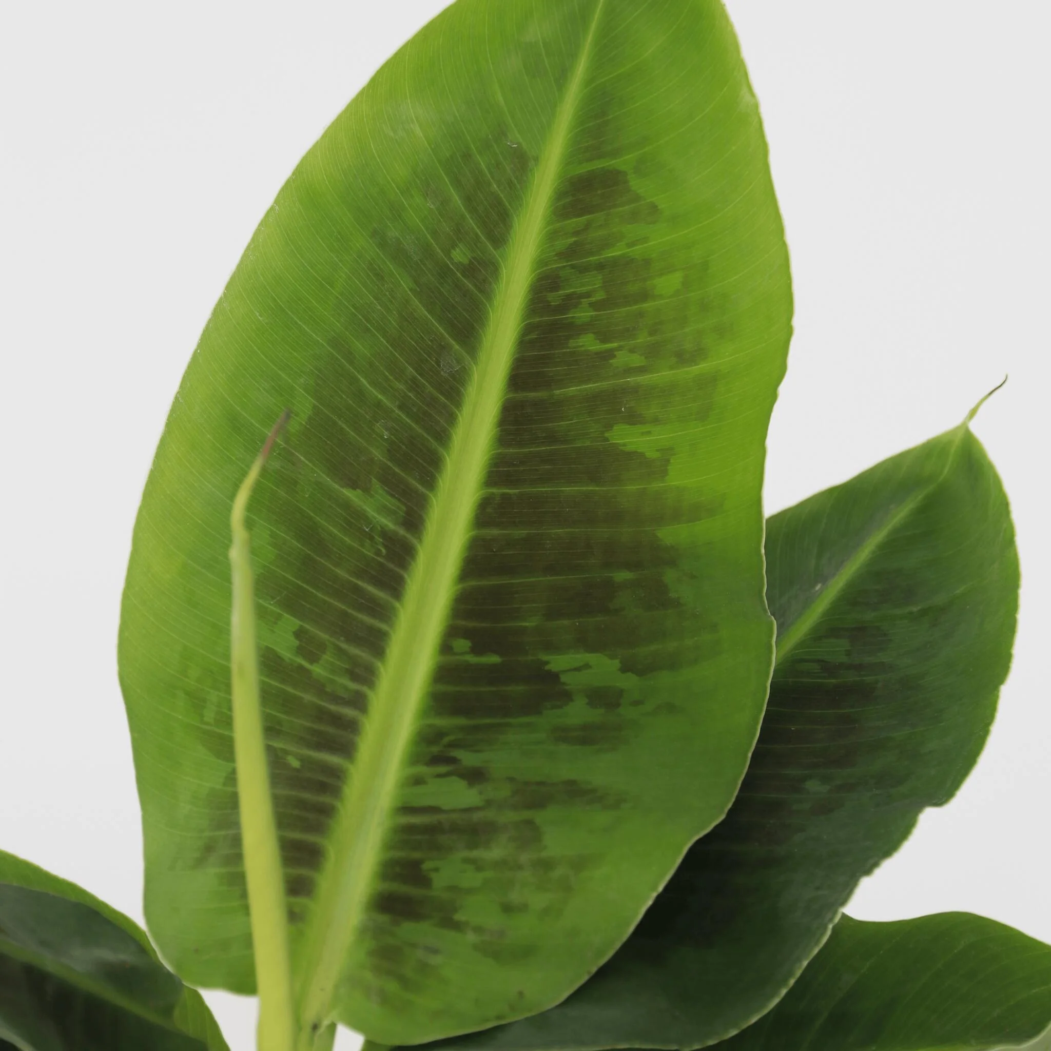 Plátano Enano - Musa 'oriental Dwarf' - Altura 25-40cm - ⌀12cm - Image 4