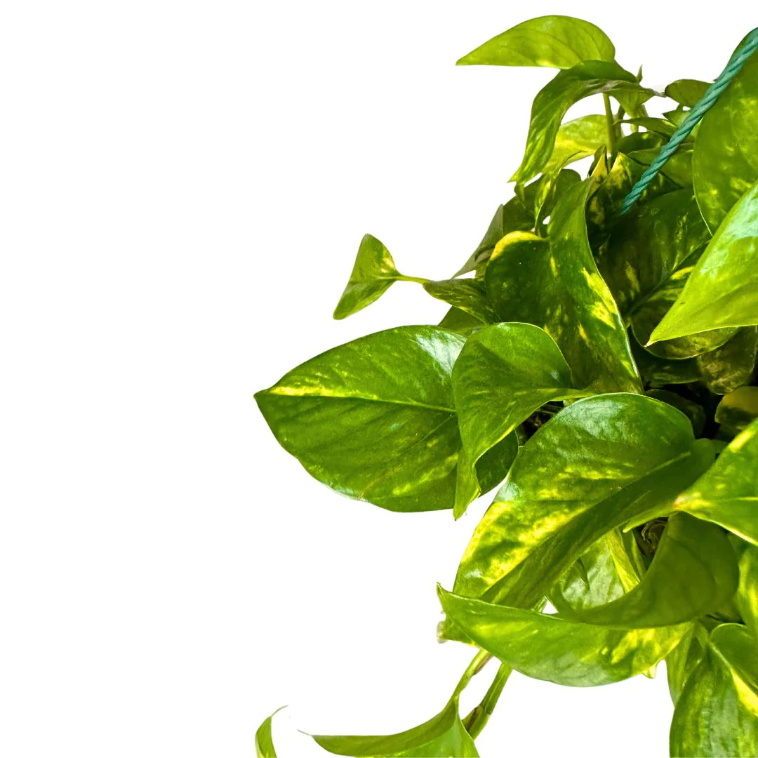 Pothos Colgante Planta De Interior Muy Resistente (epipremnum Aureum) Maceta 12cm - Image 2