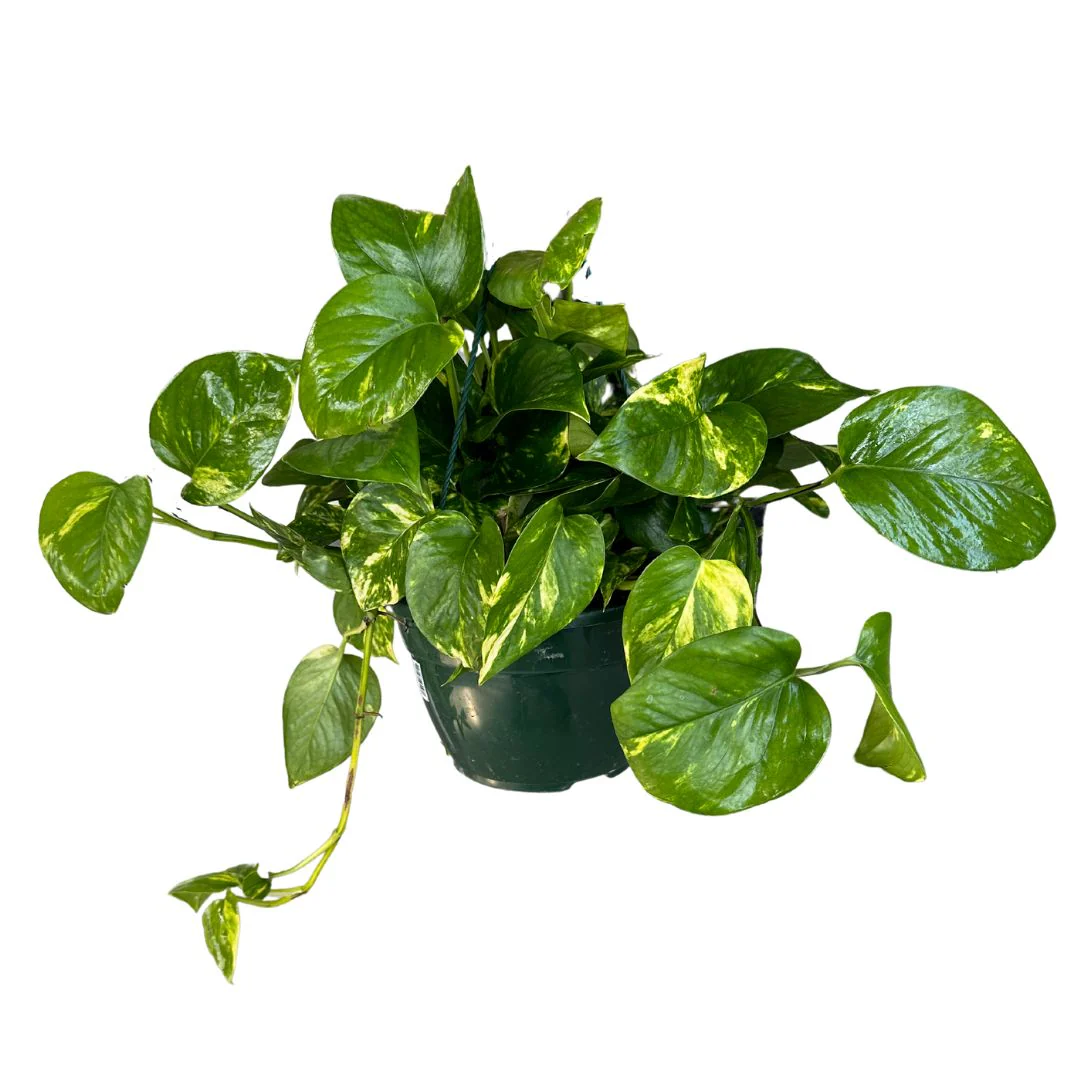Pothos Colgante Planta De Interior Muy Resistente (epipremnum Aureum) Maceta De 10,5cm