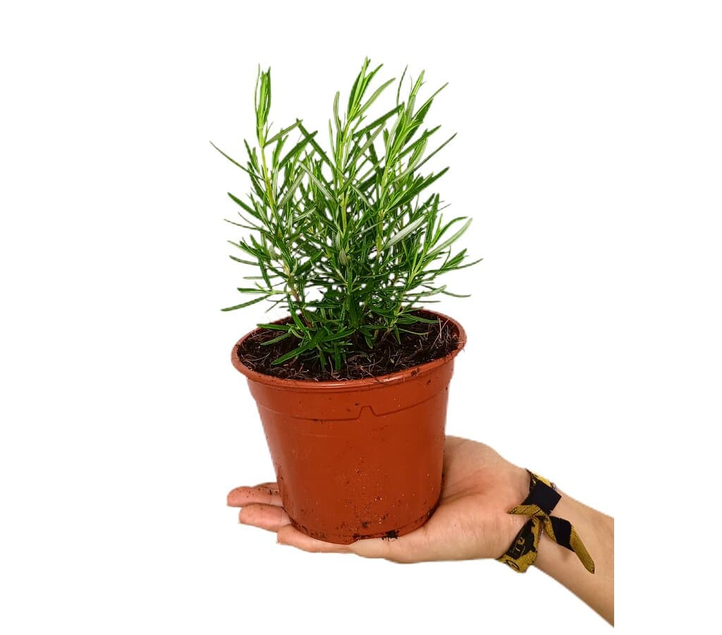 Romero Officinalis M13