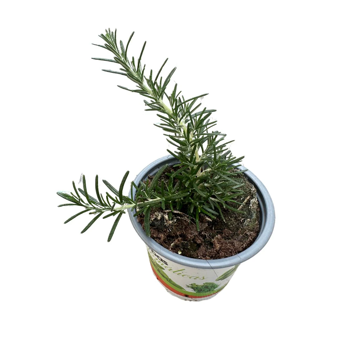 Romero Rastrero Planta Ornamental Para Jardines Y Macetas (rosmarinus Officinalis Prostratus) Maceta 11cm