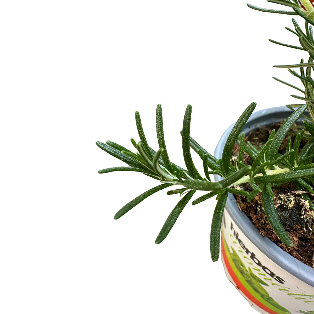 Romero Rastrero Planta Ornamental Para Jardines Y Macetas (rosmarinus Officinalis Prostratus) Maceta 14cm - Image 2