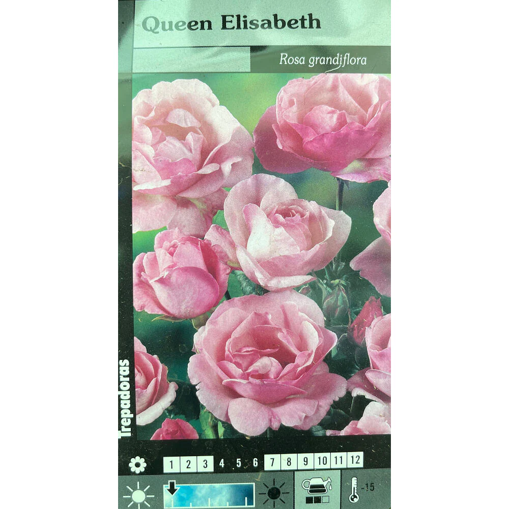 Rosal Trepador Queen Elizabeth M20 180cm (rosa)