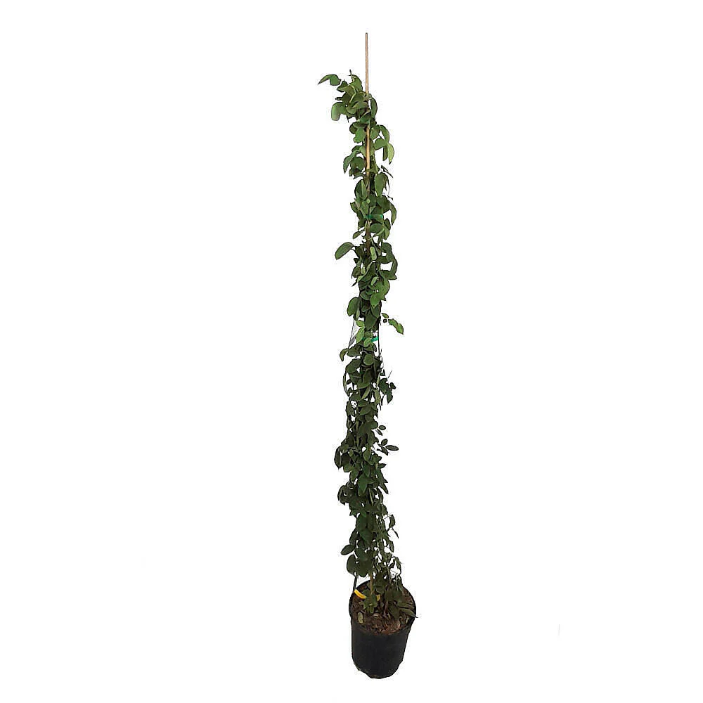 Rosal Trepador Queen Elizabeth M20 180cm (rosa) - Image 2