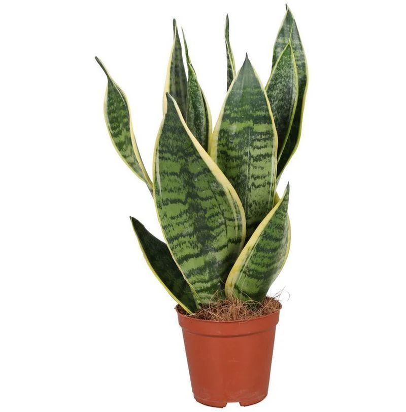 Sansevieria Futura Lengua De La Suegra Interior