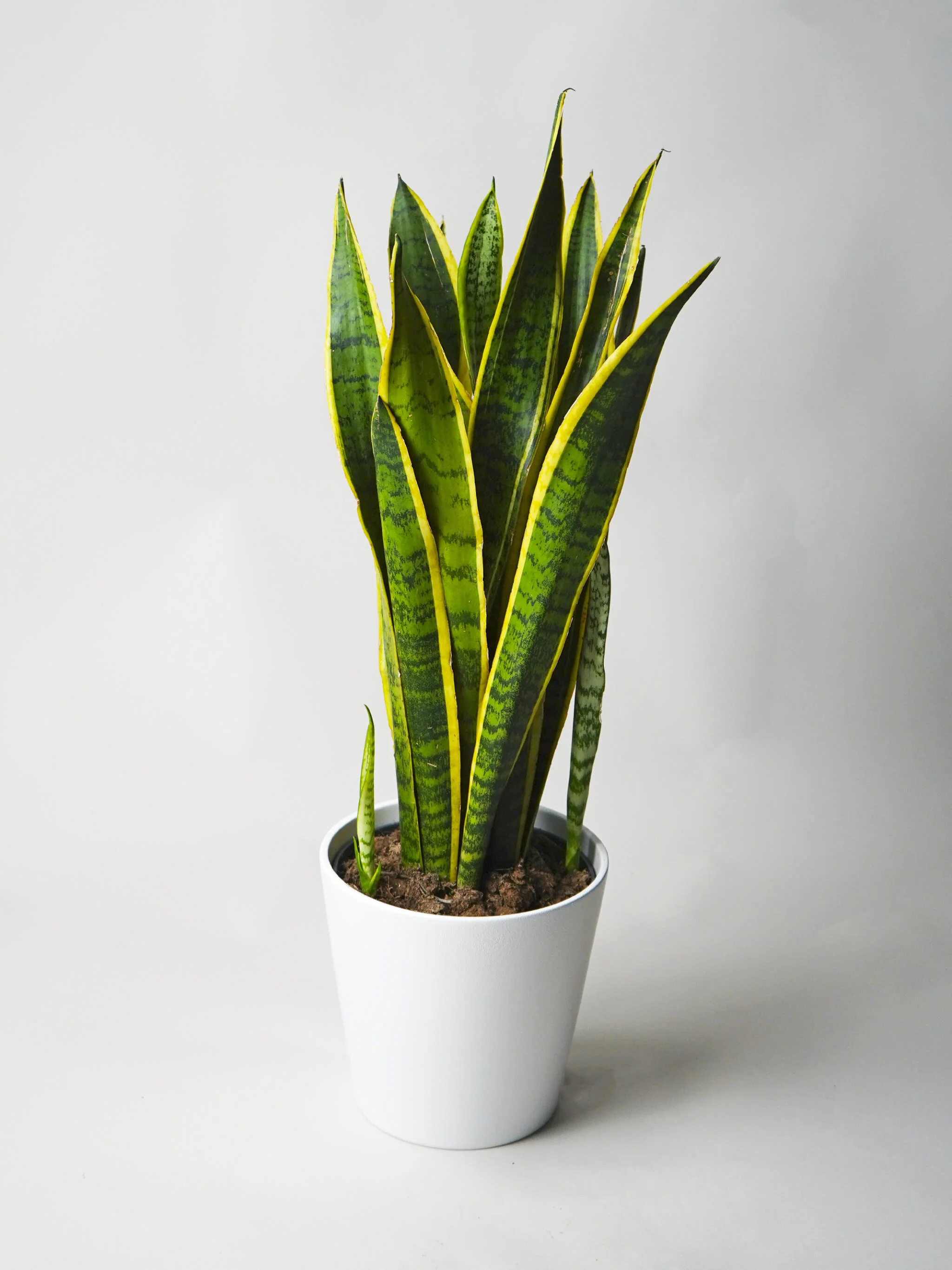 Sansevieria Laurentii | Altura 75cm - Maceta 21cm