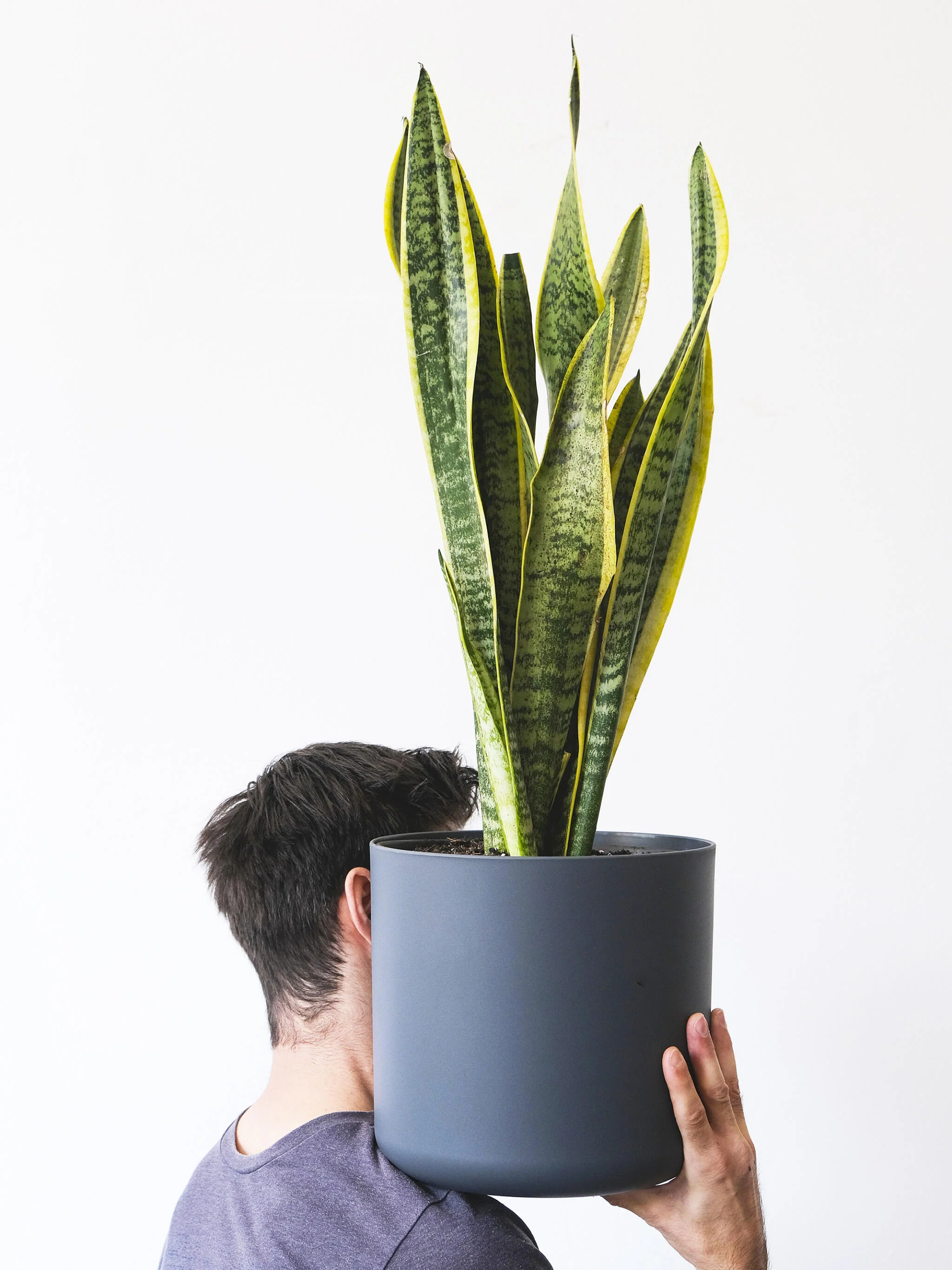 Sansevieria Laurentii | Altura 75cm - Maceta 21cm - Image 3