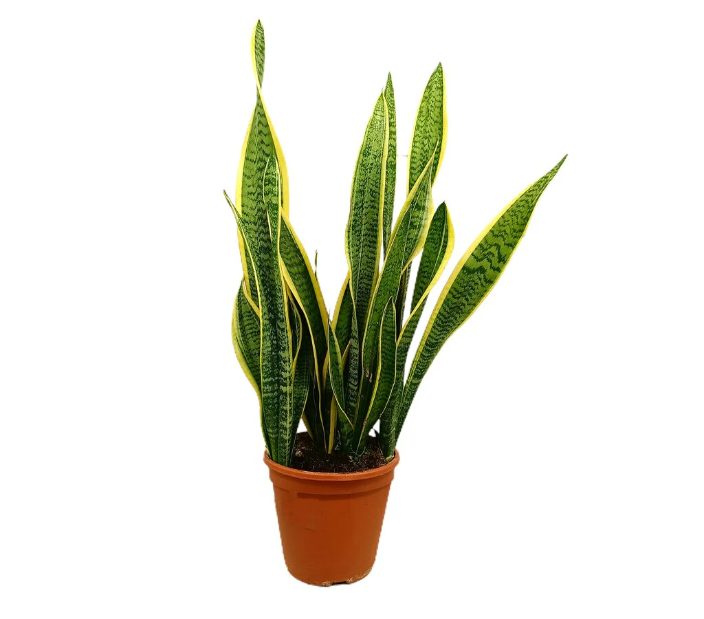 Sansevieria Laurentii M20 55-70cm (lengua De Suegra)