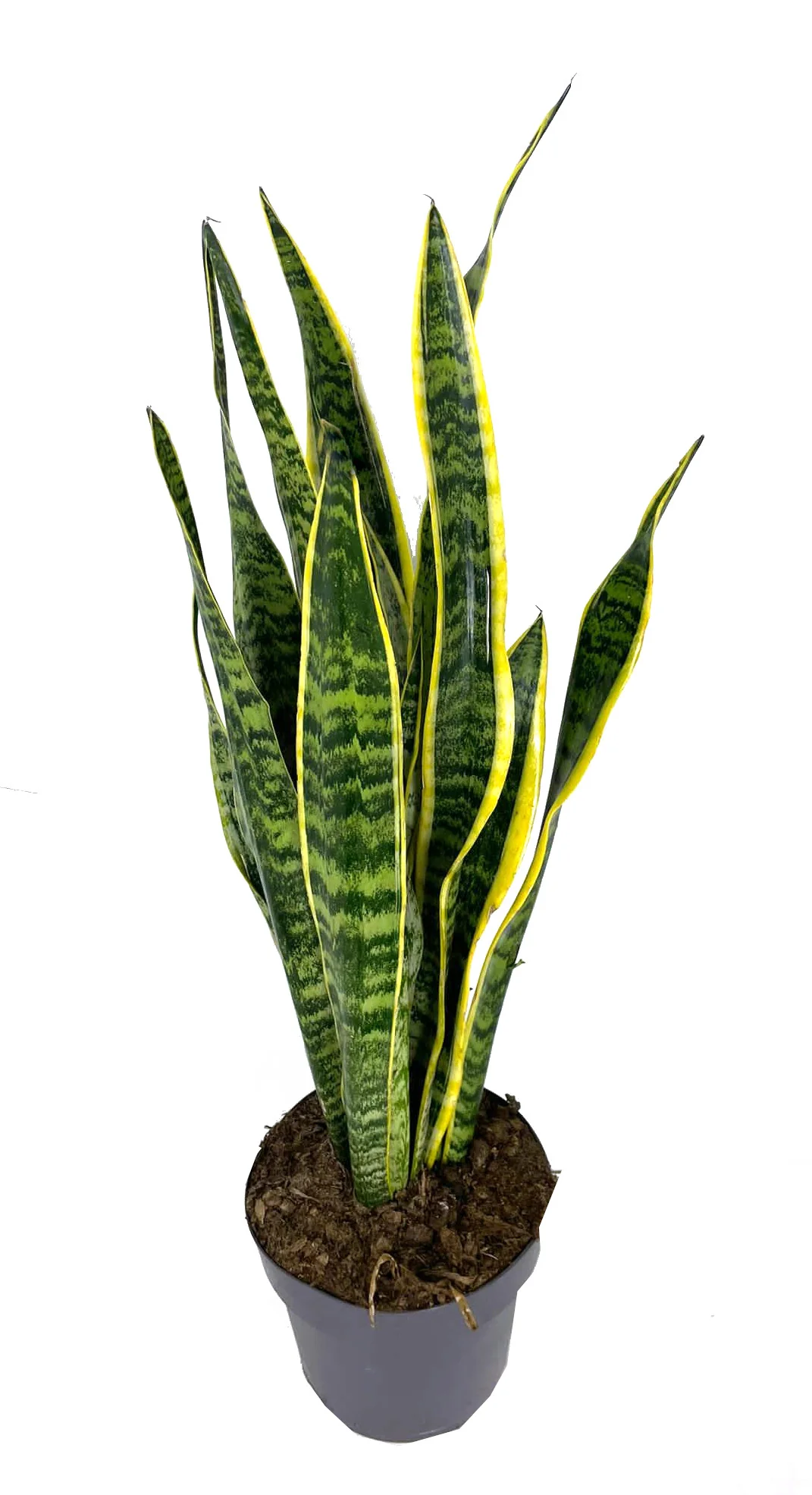 Sansevieria Laurentii M20 55-70cm (lengua De Suegra) - Image 2