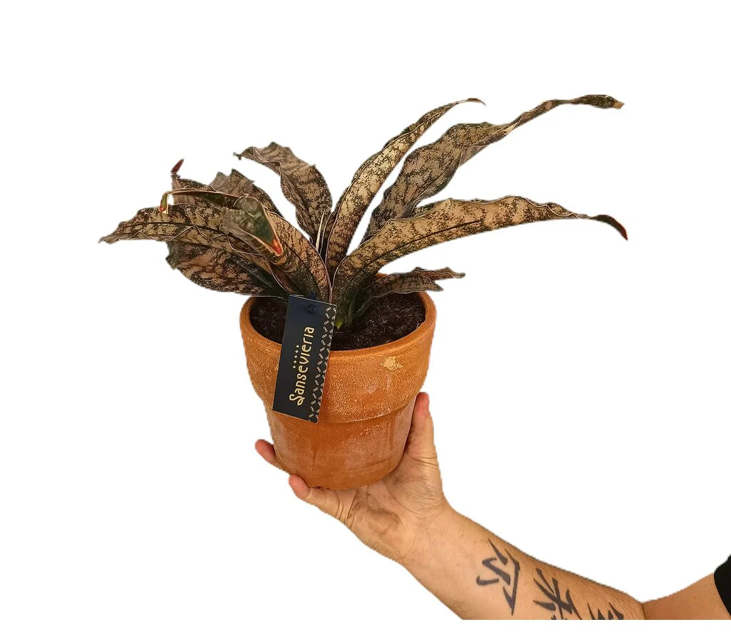 Sansevieria Star Canyon M17 30cm