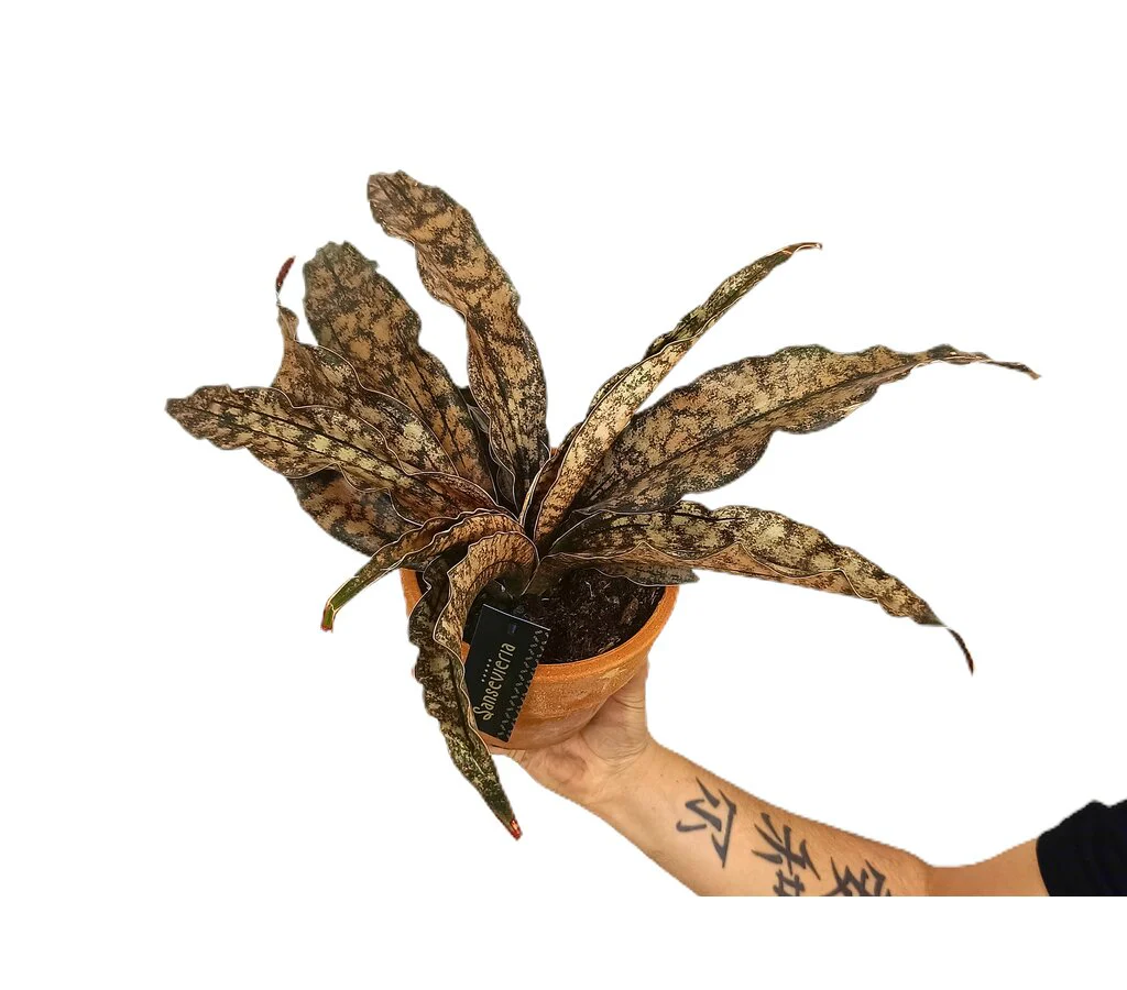 Sansevieria Star Canyon M17 30cm - Image 2